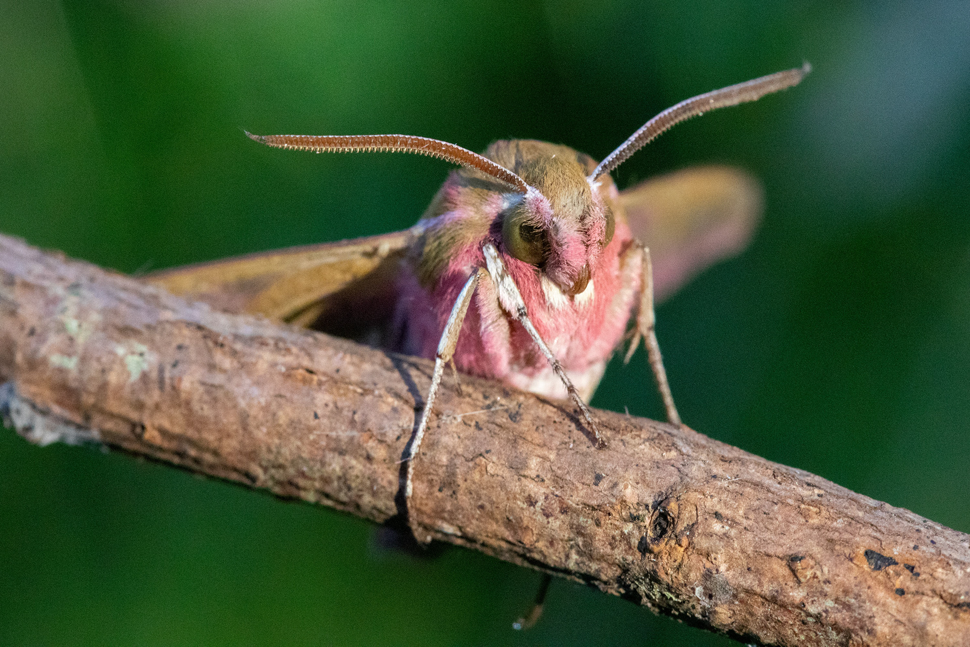 Elephant Hawk Moth