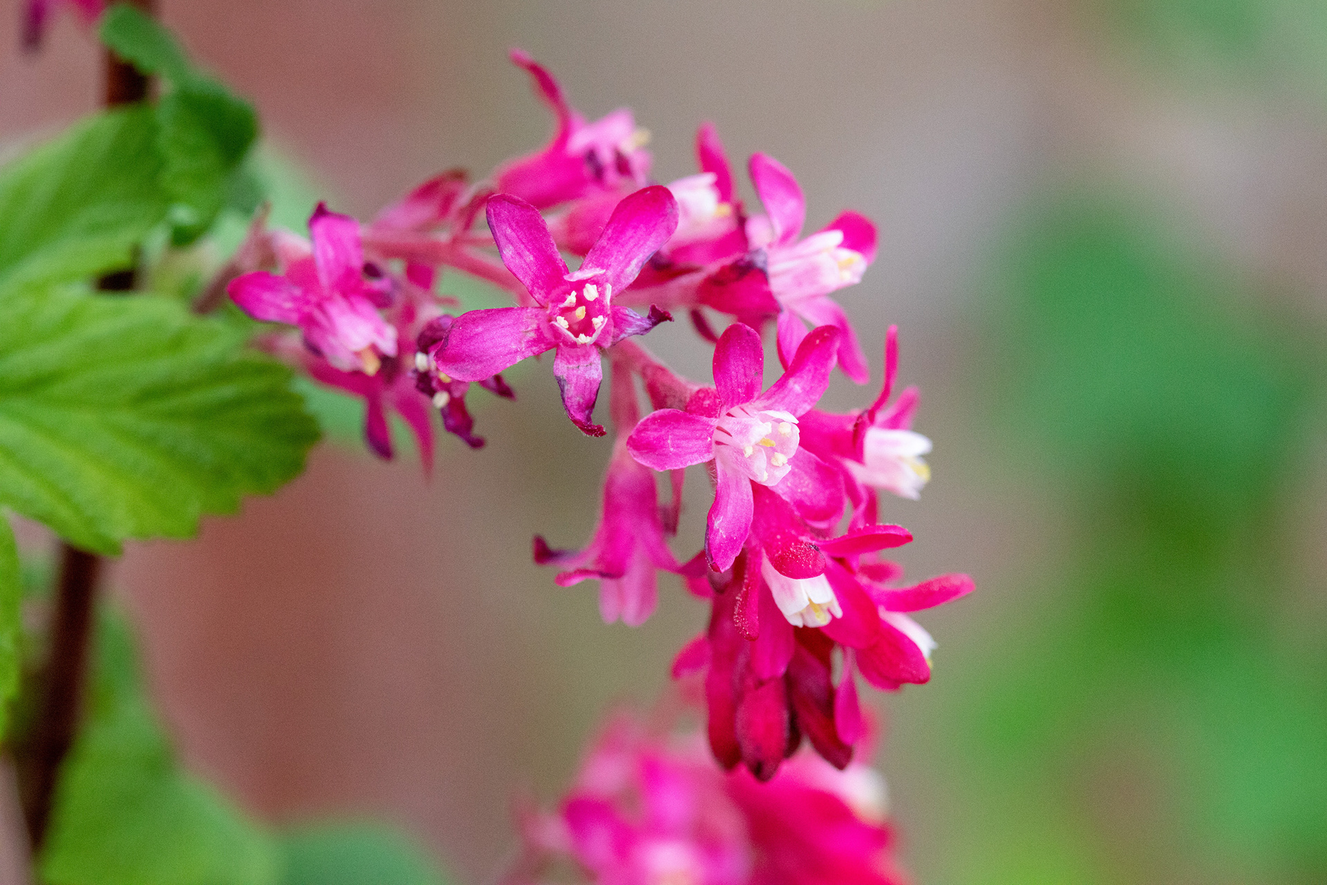 Flowring Currant