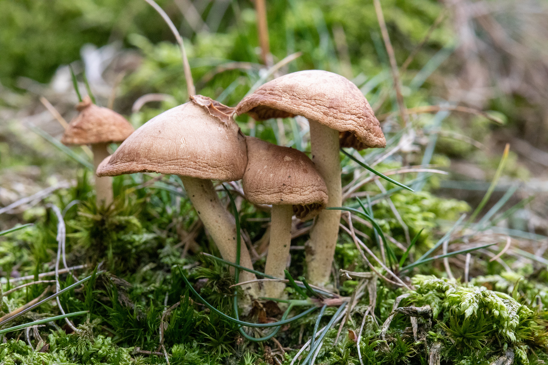 Fungi