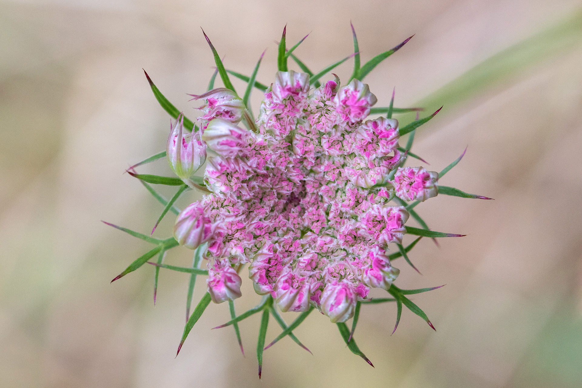 Wild Carrot