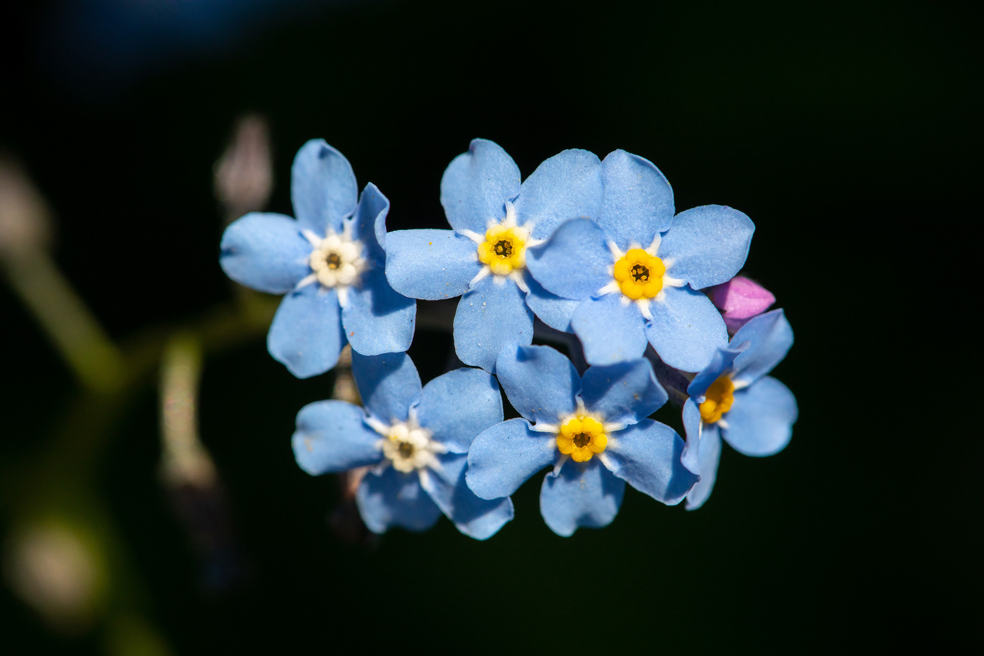 Forget-Me-Not