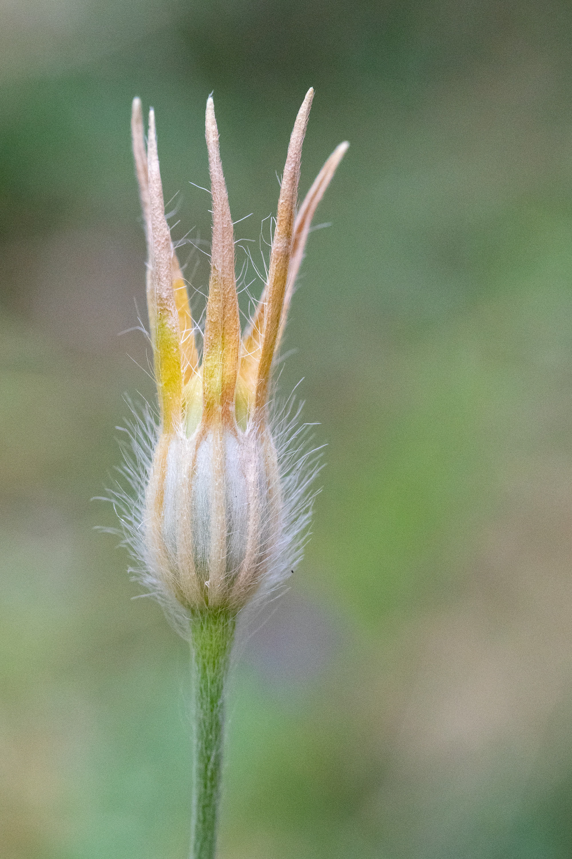 Corncockle