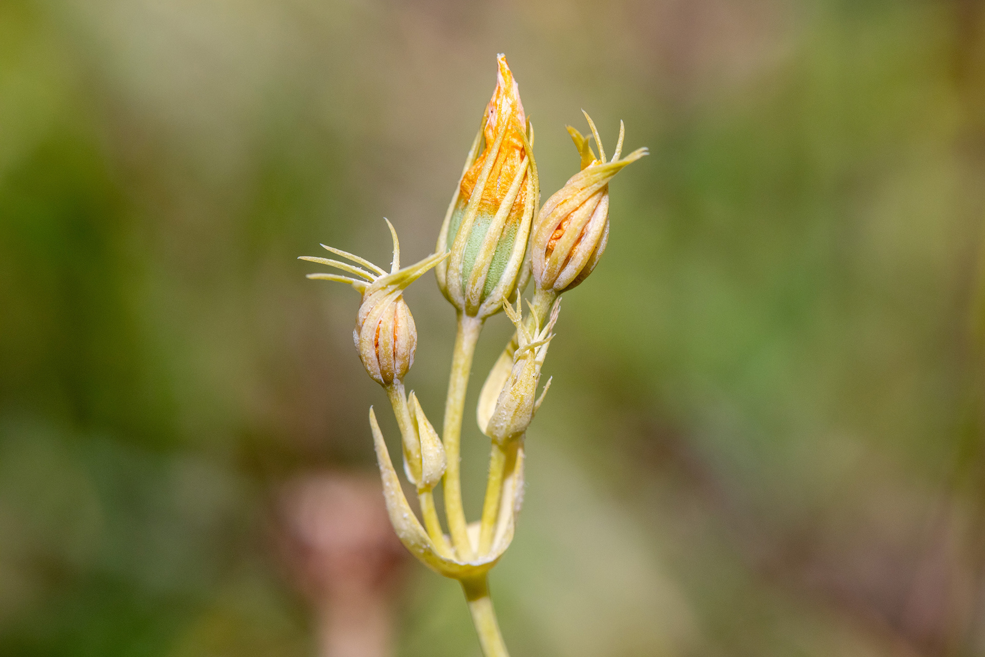 Yellow-Wort