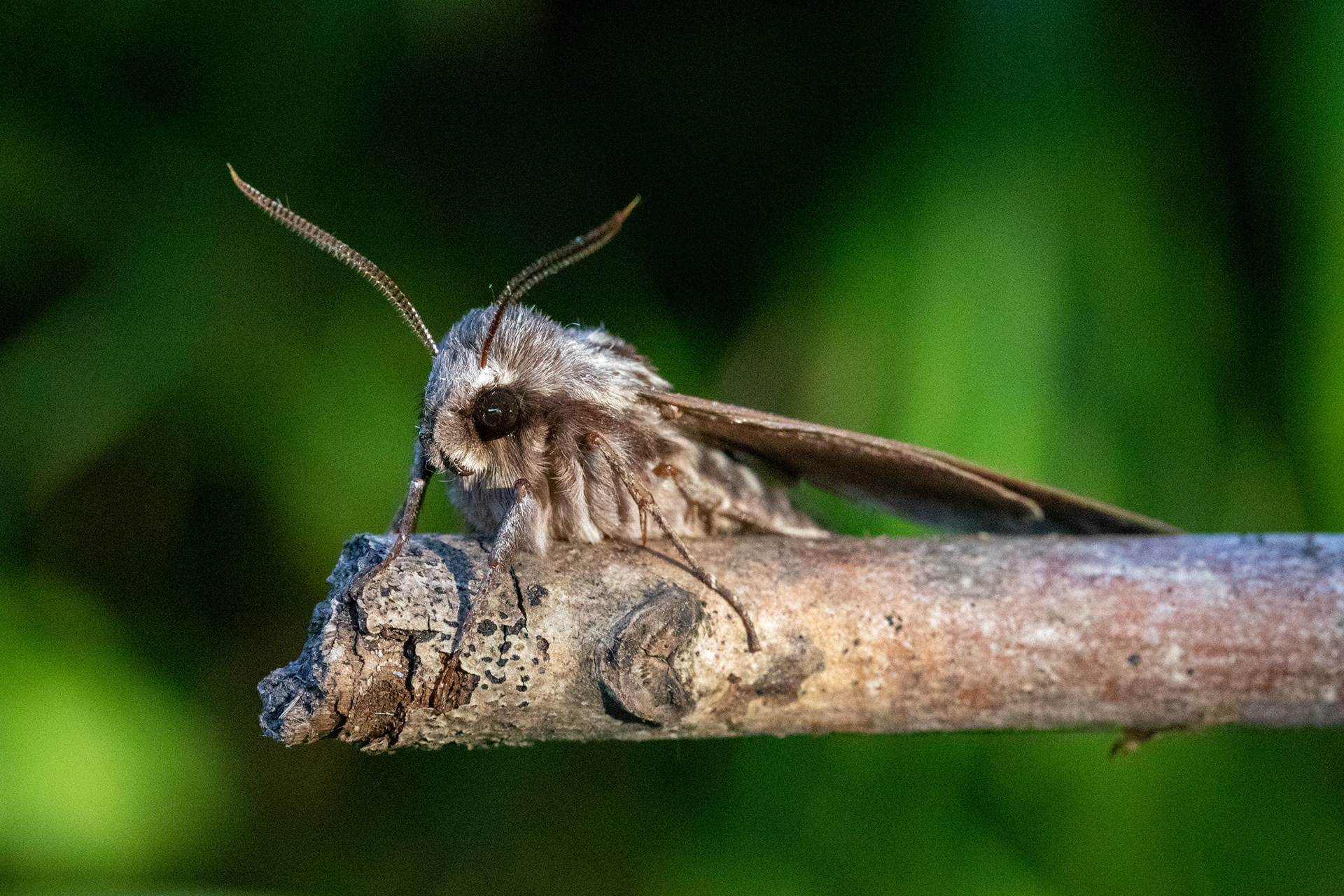Pine Hawk Moth