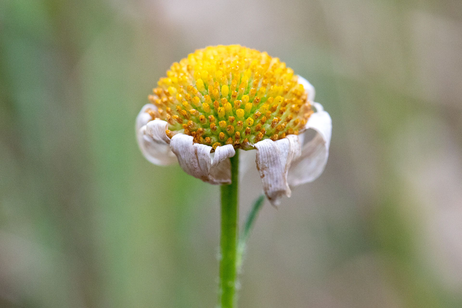 Ox-Eye Daisy