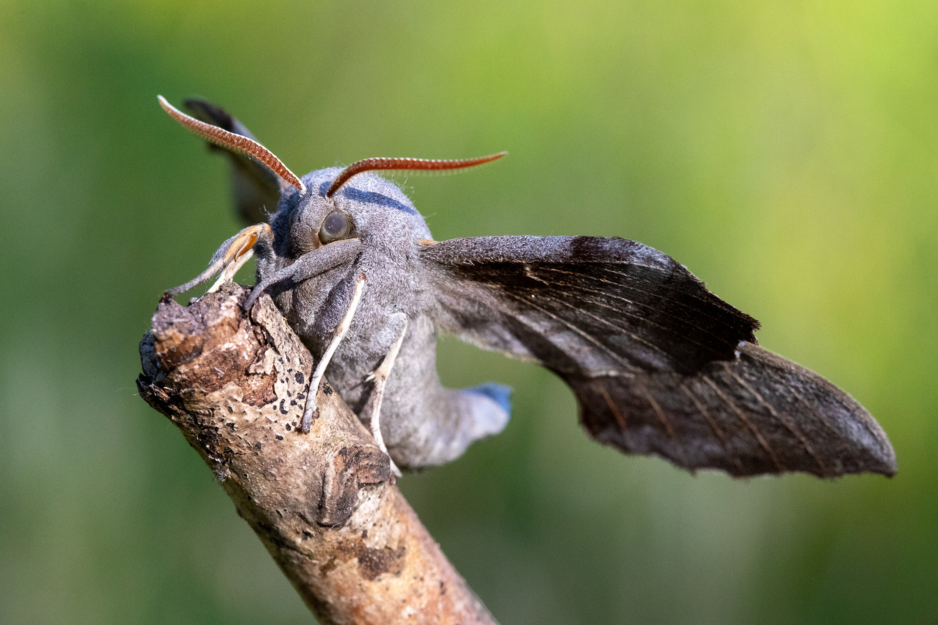 Poplar Hawk Moth