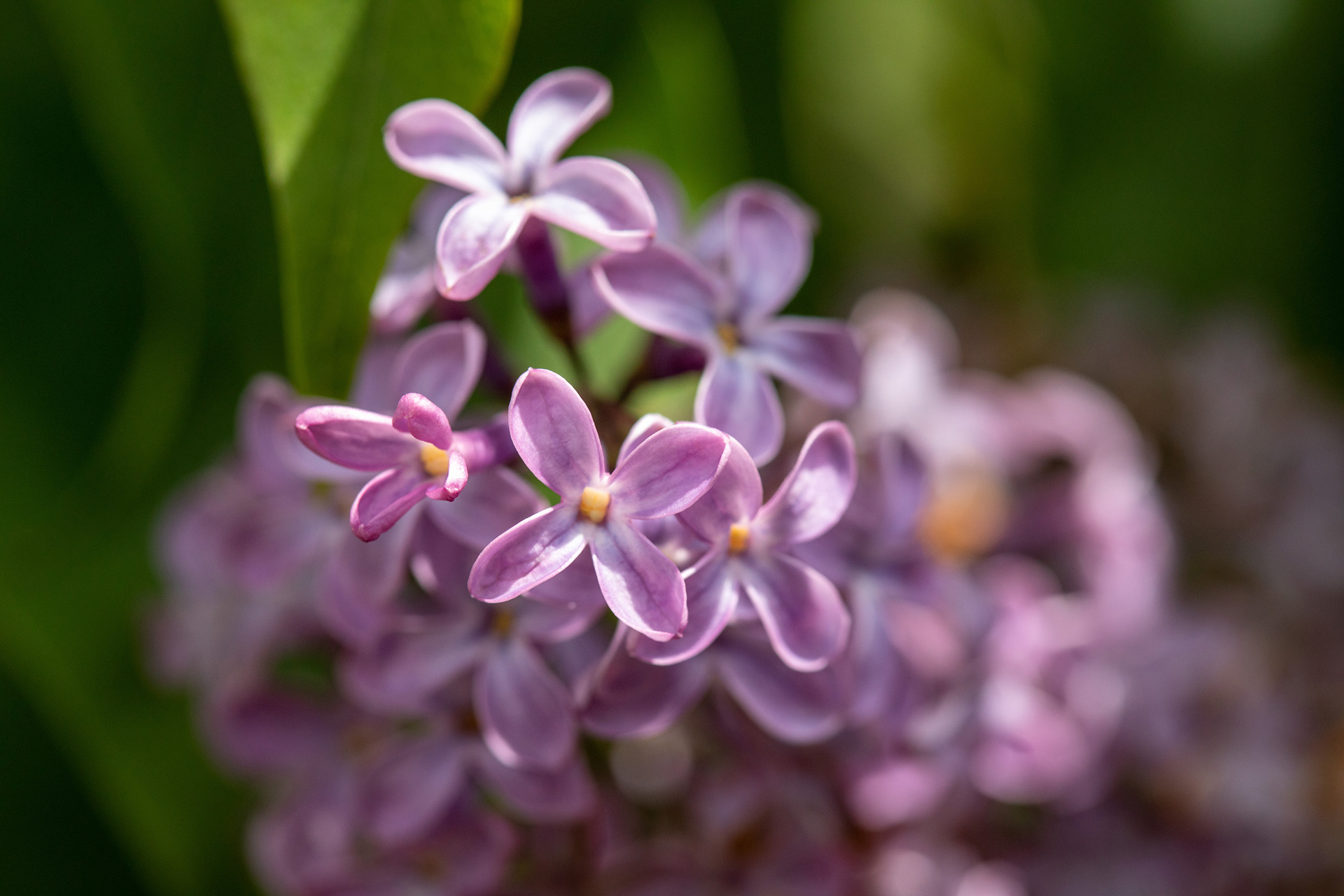 Lilac tree