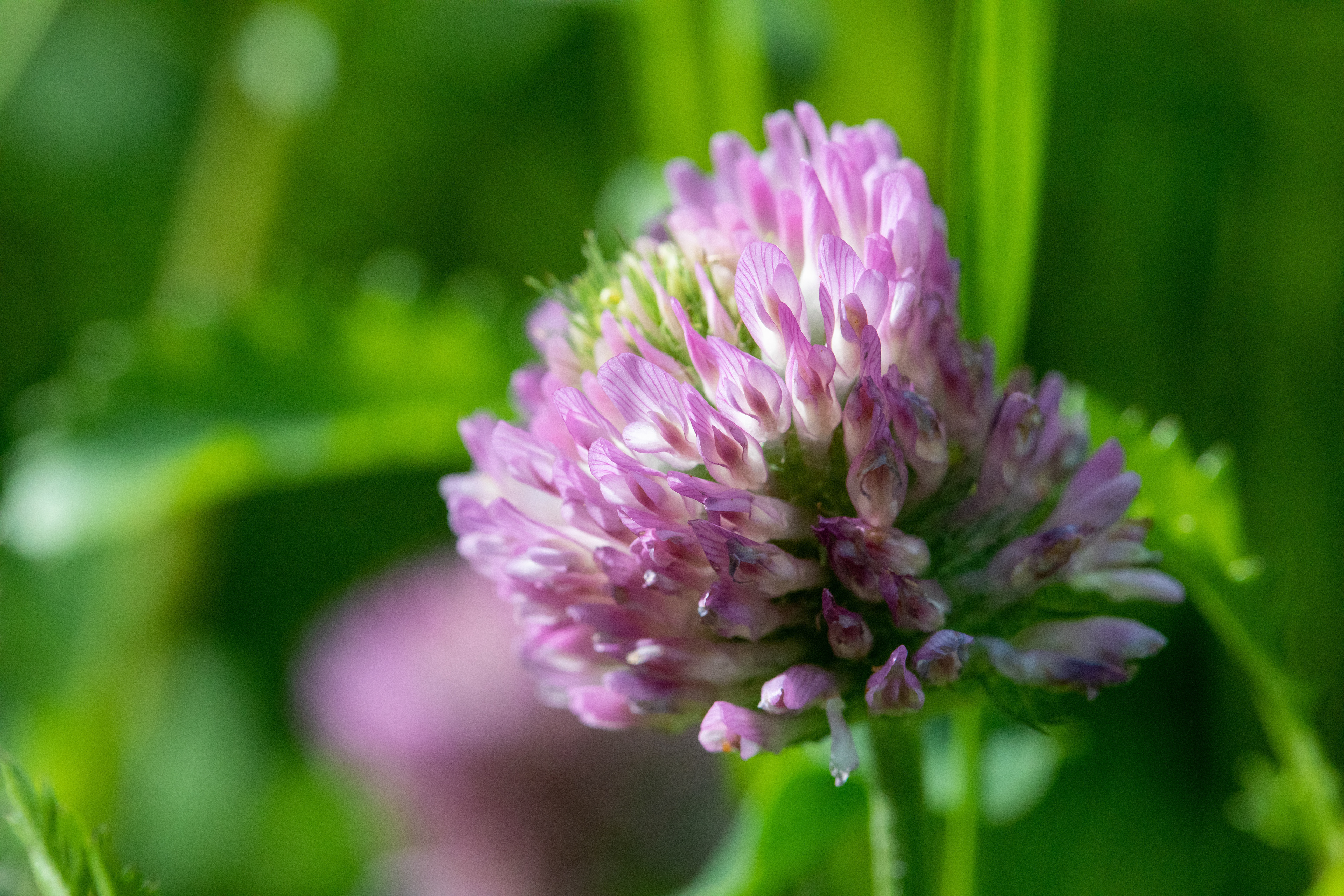 Red Clover