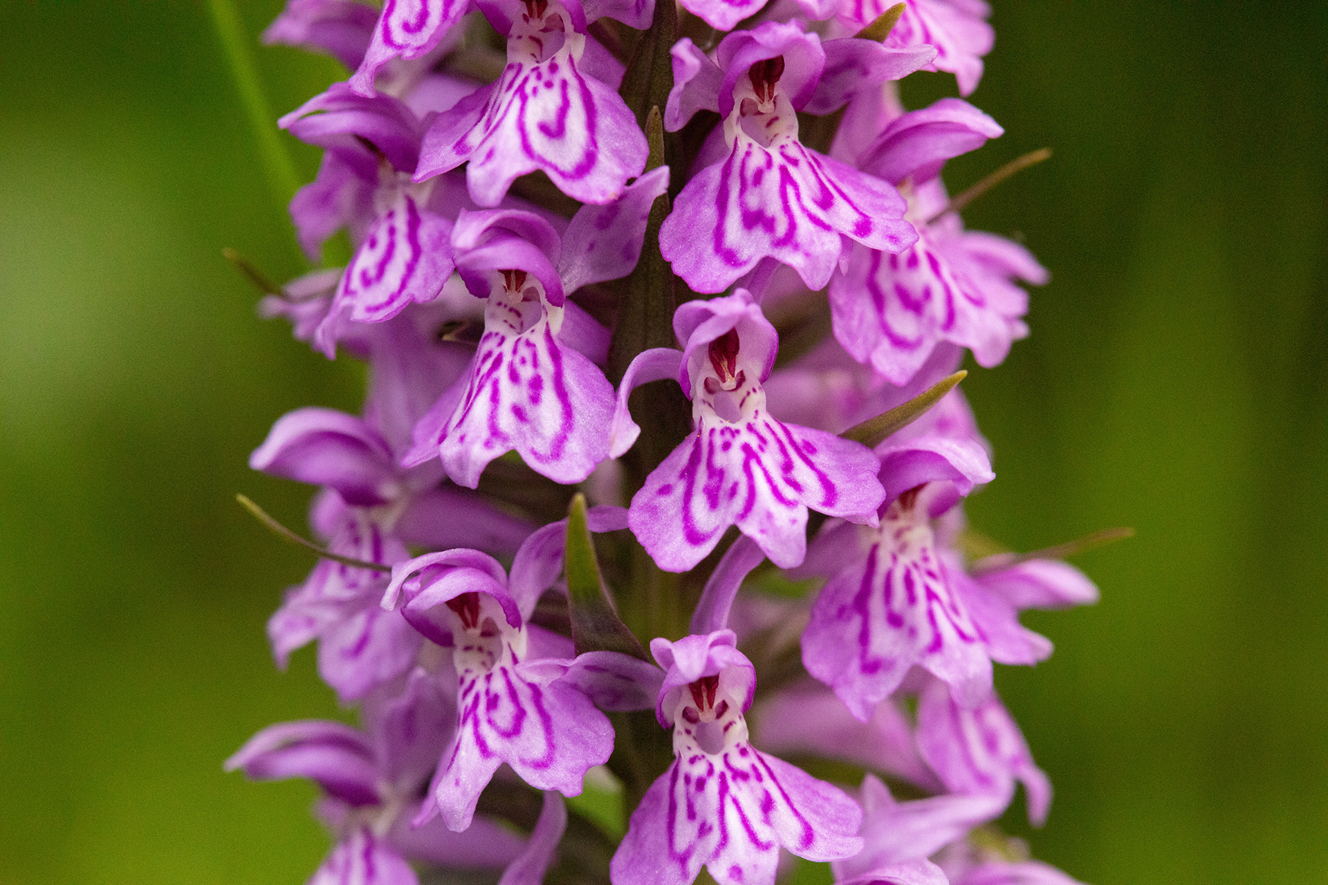 Orchid