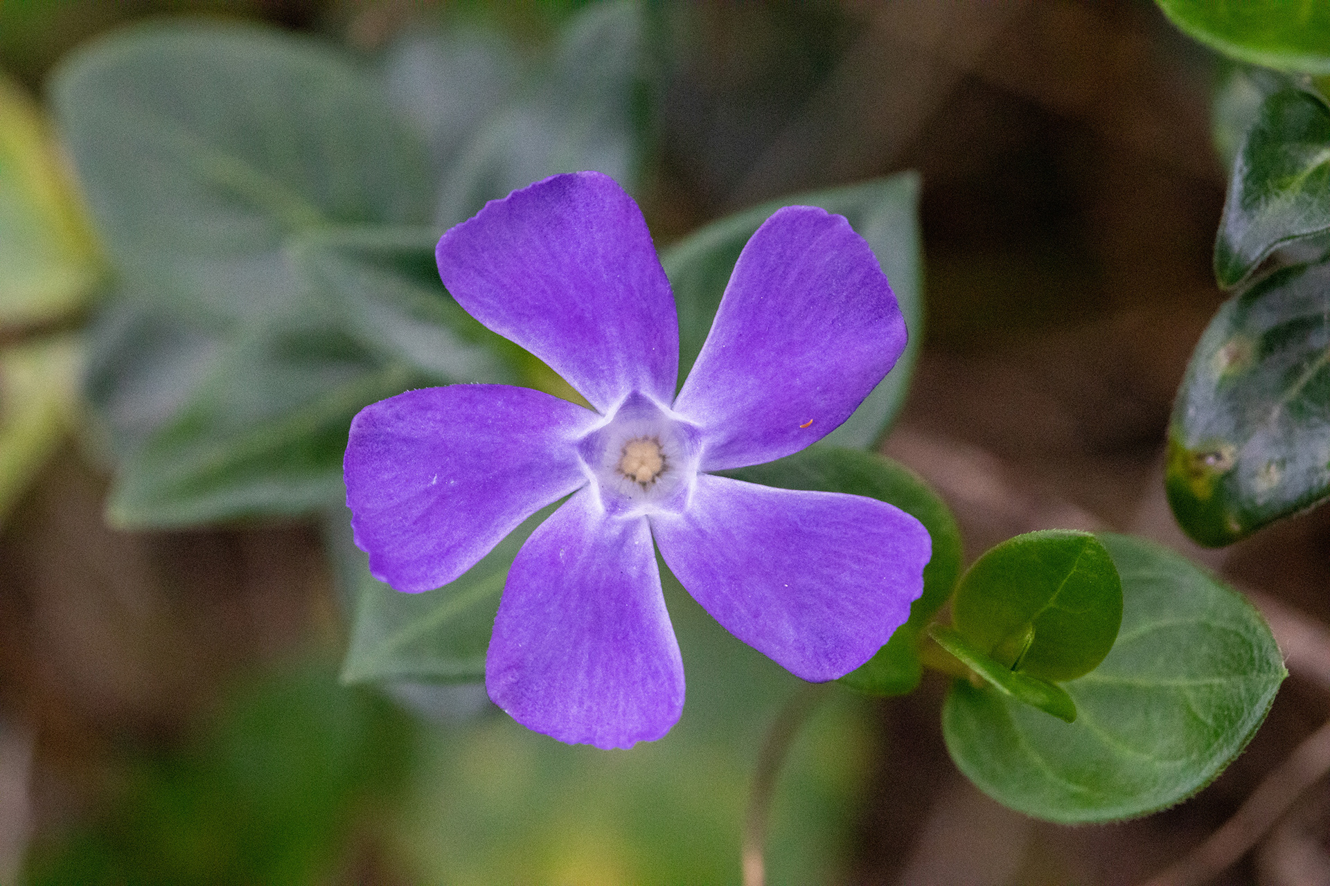 Lesser Periwinkle