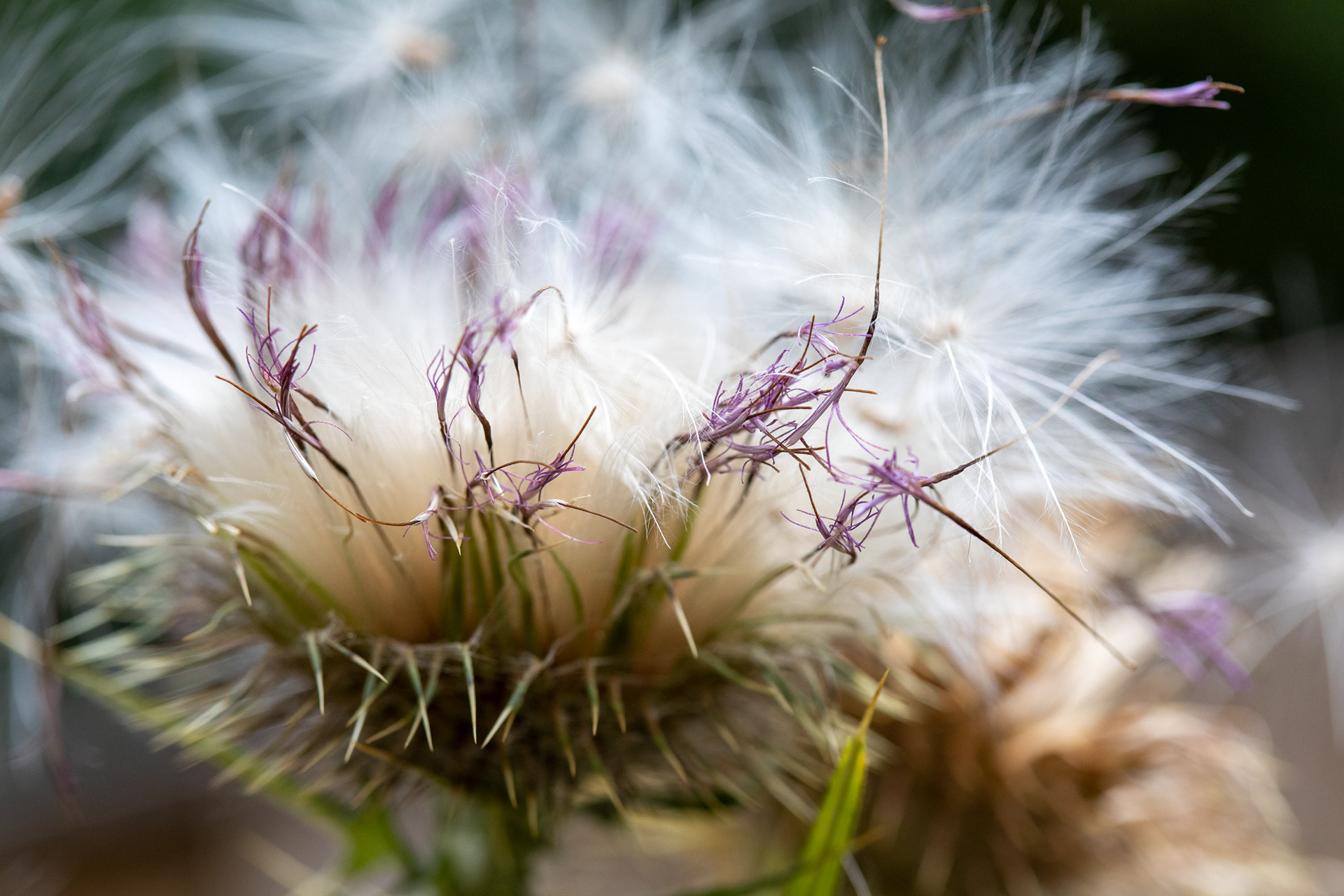 Spear Thistle