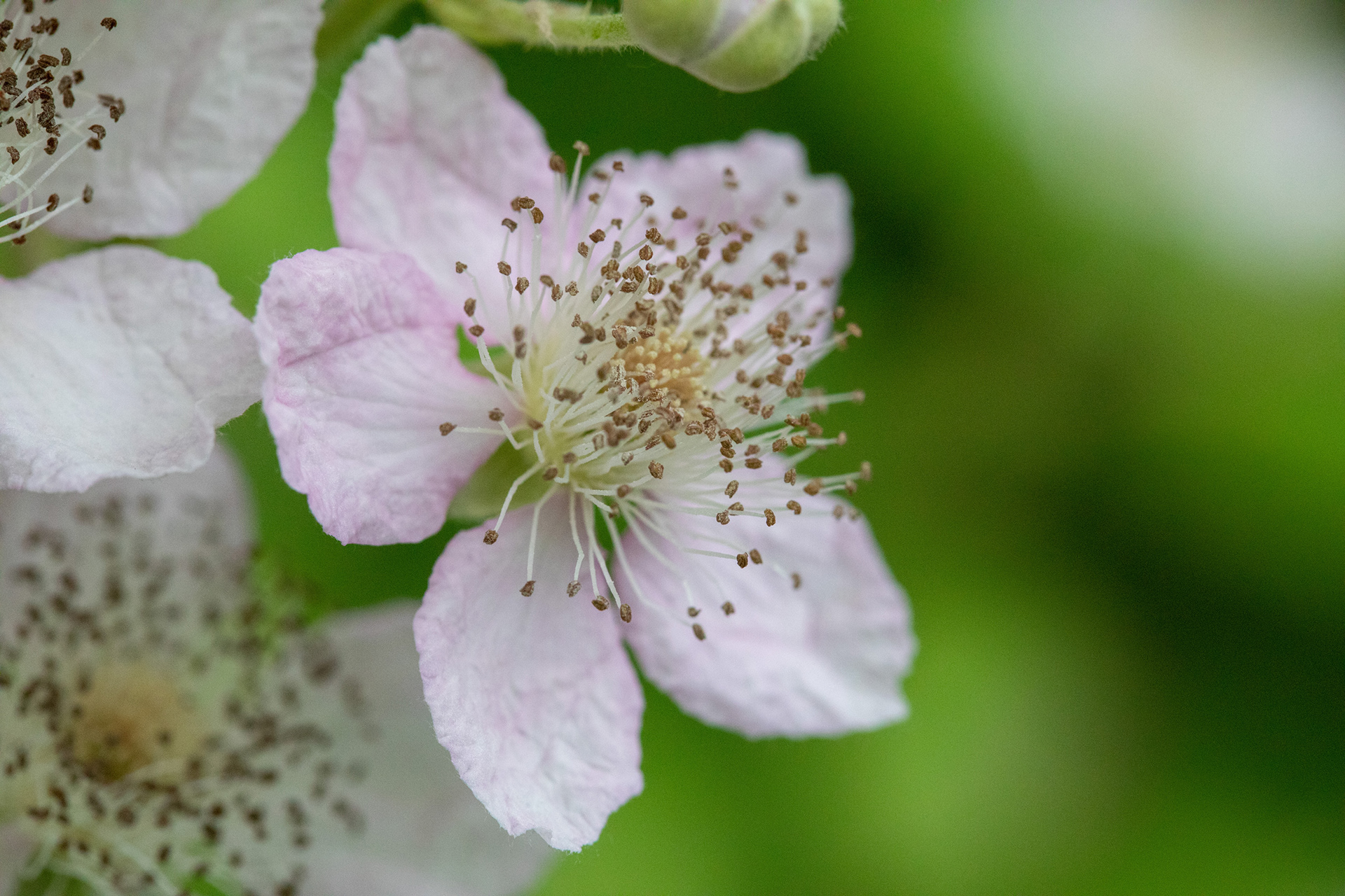 Bramble