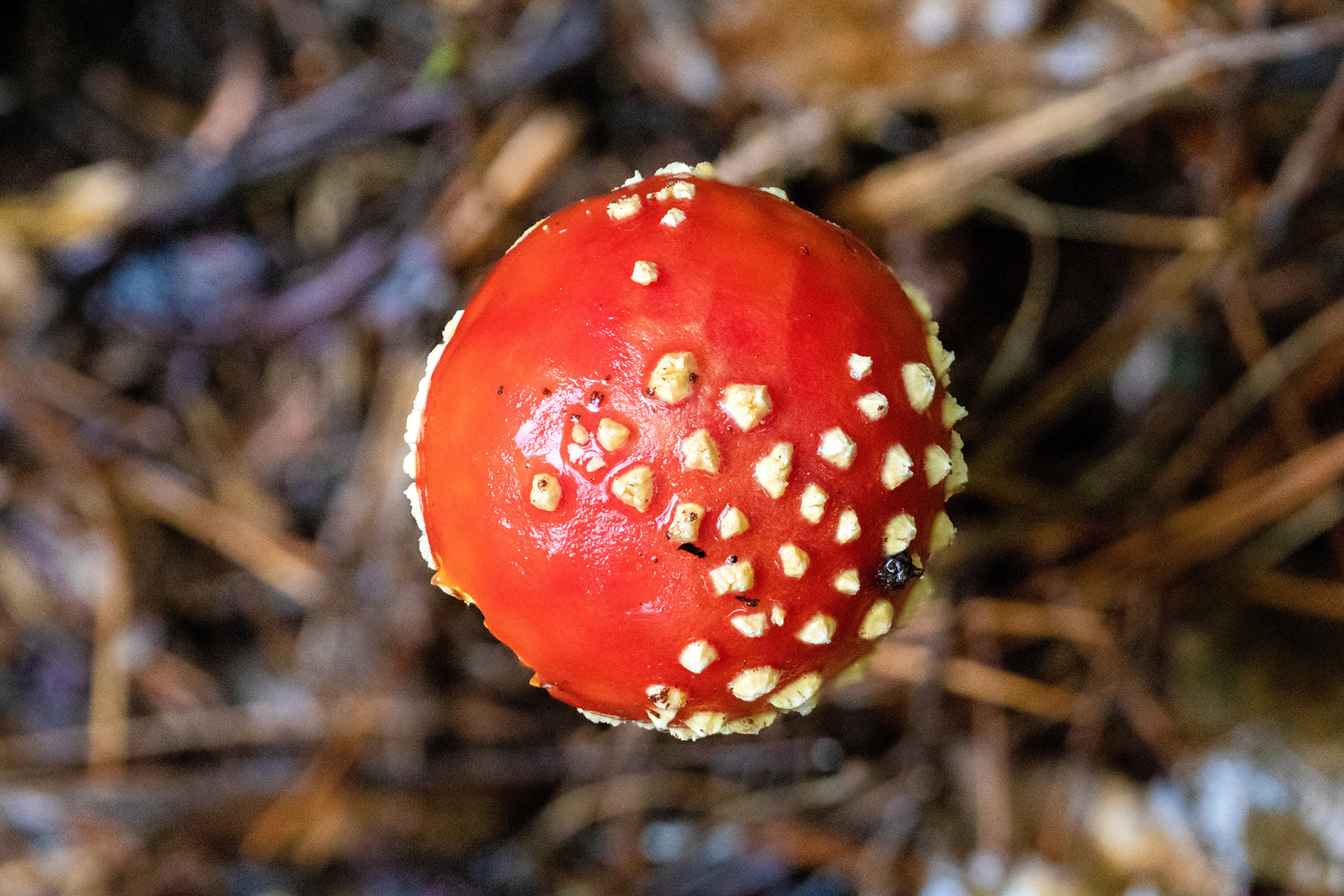 Fly Agaric