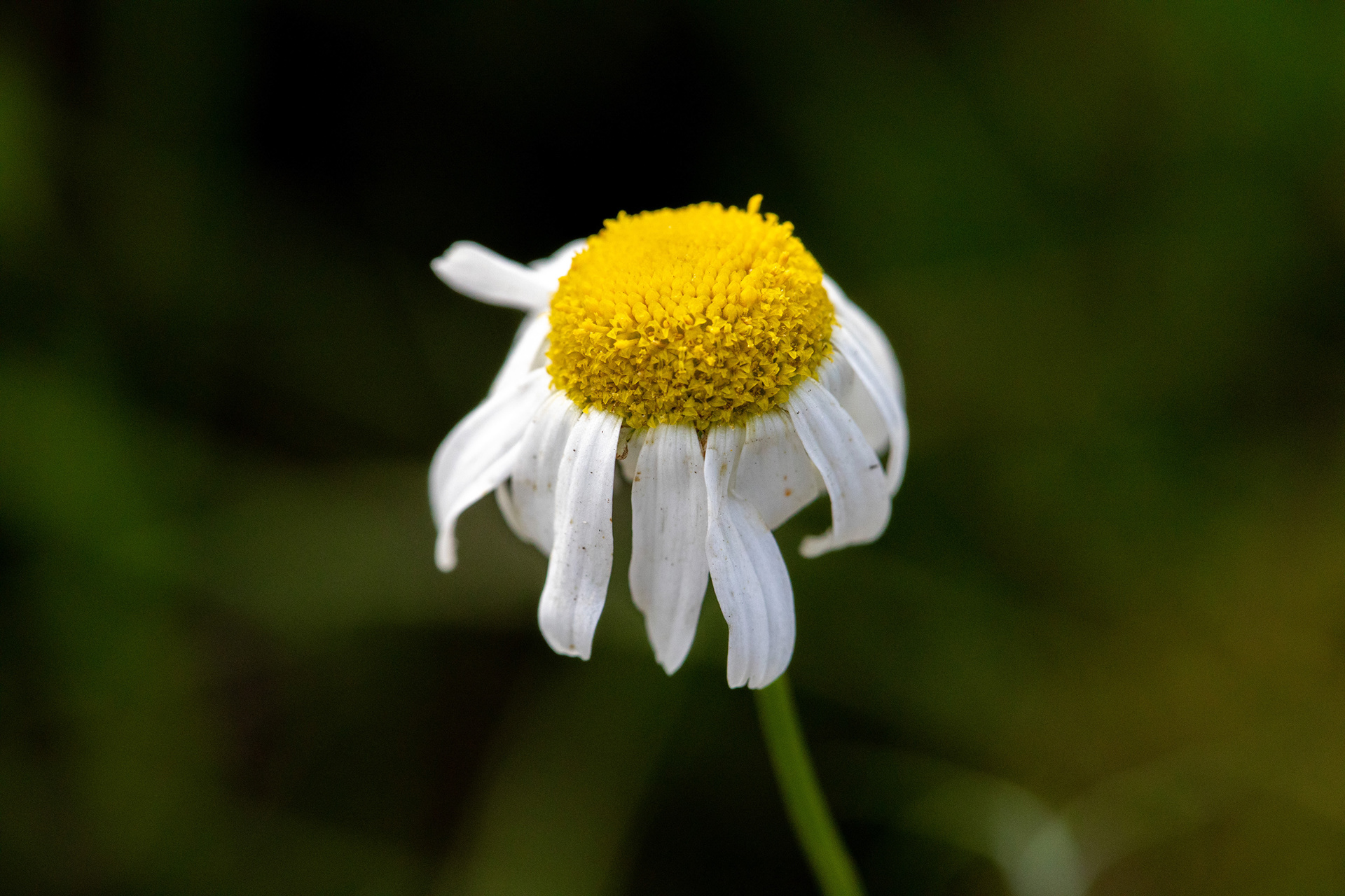 Ox-Eye Daisy