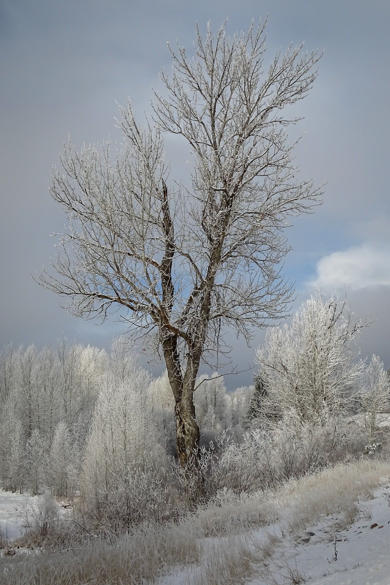 Silver Tree