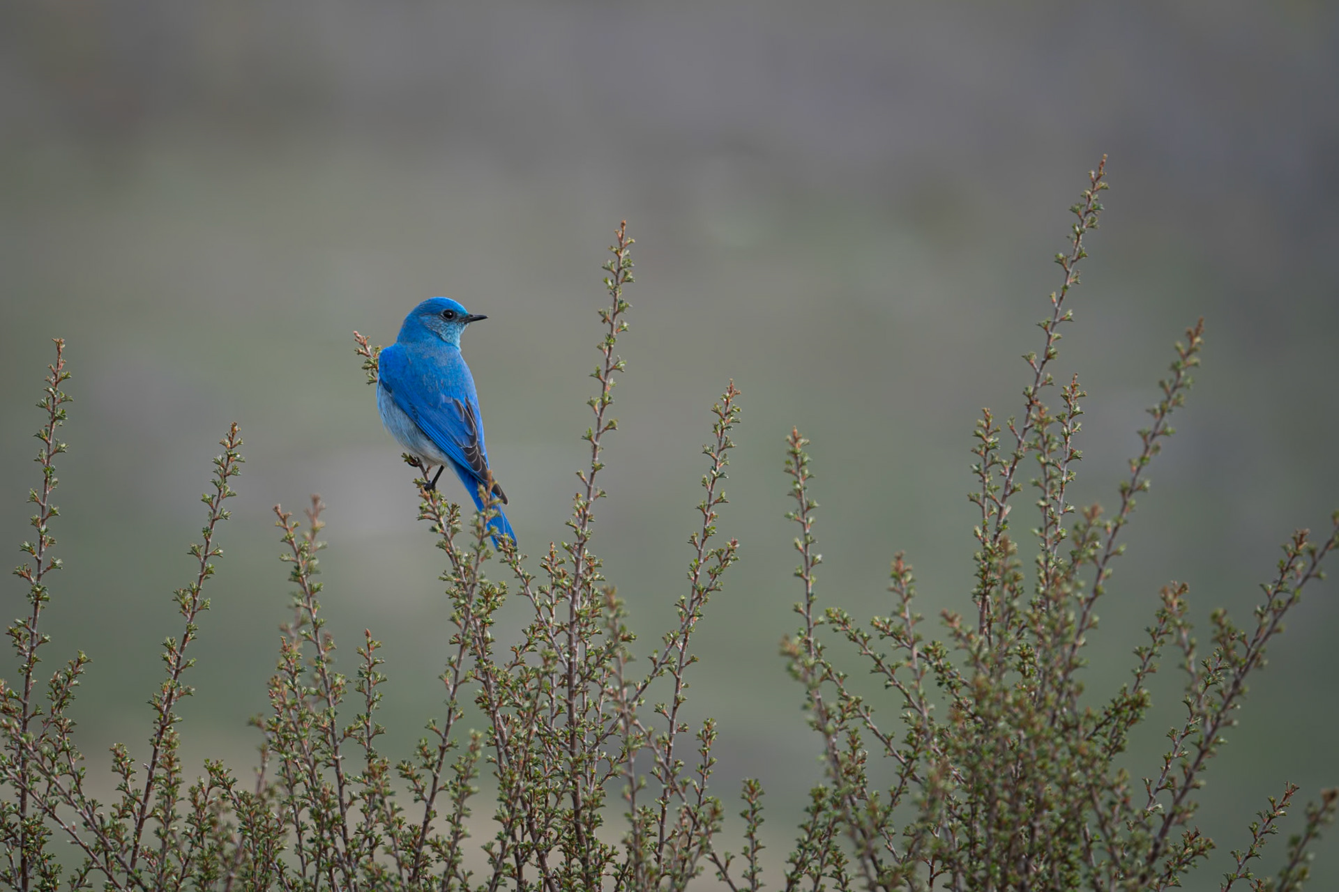 Bluebird