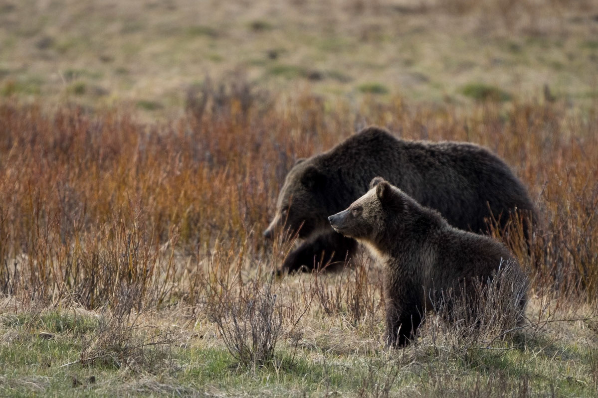 Grizzly Cub