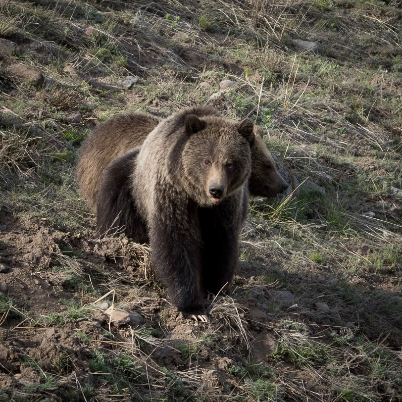 Grizzly with Cubs