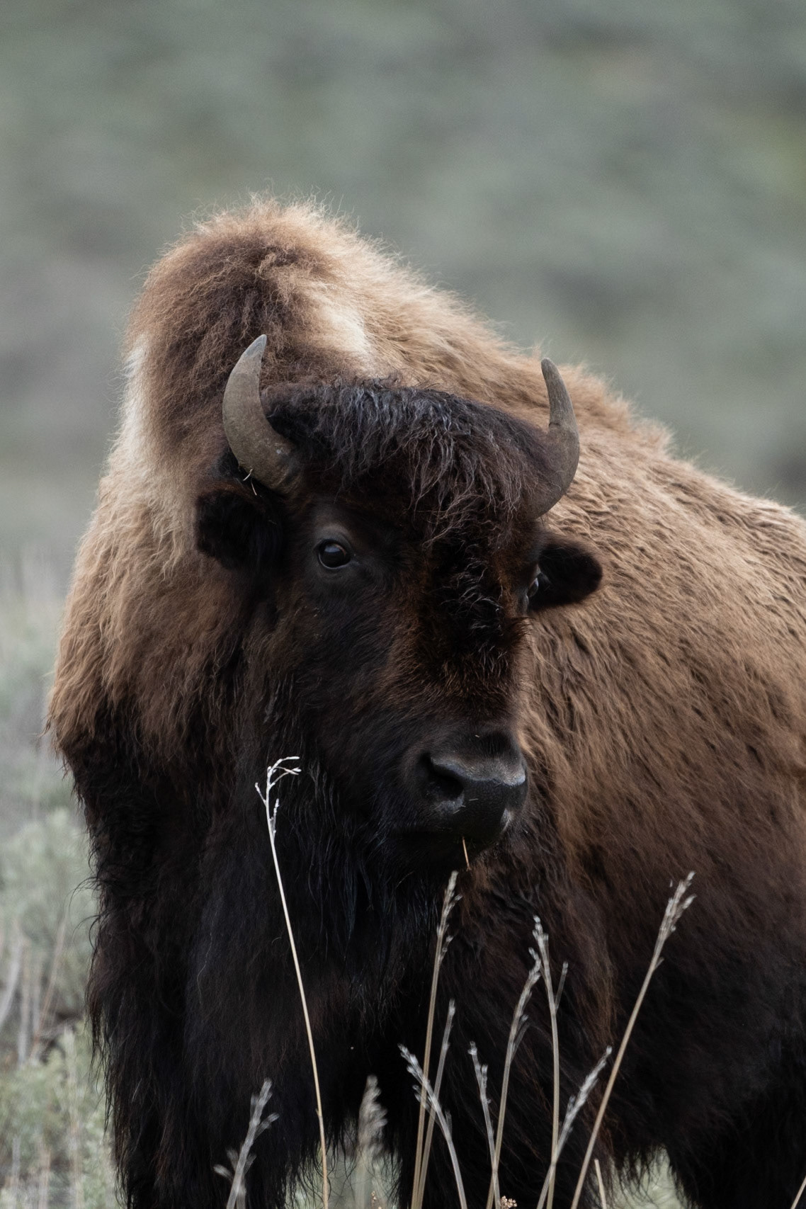 Bison Portrait