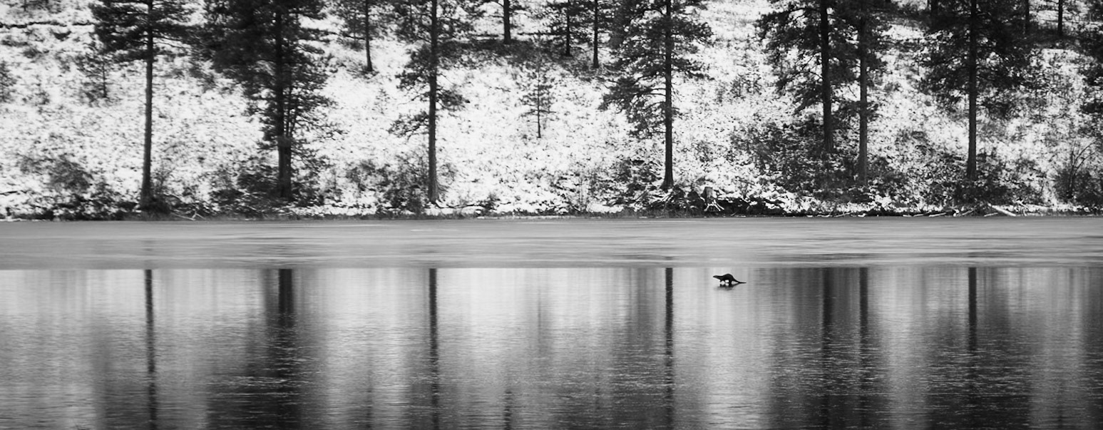 Otter on Ice
