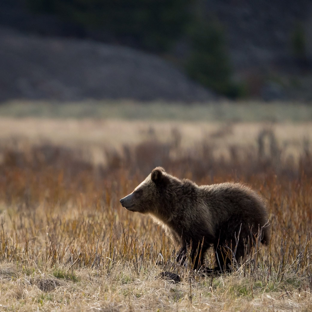 Grizzly Cub