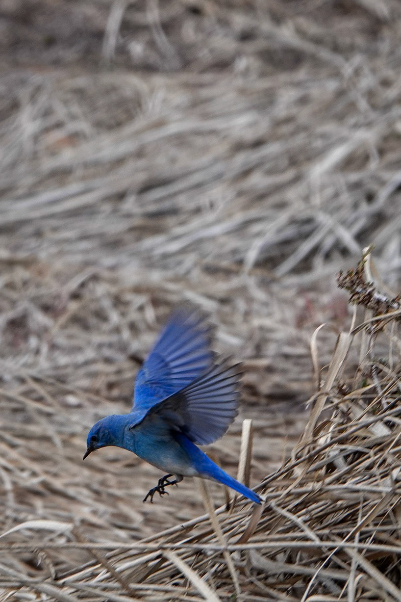 Bluebird Flight