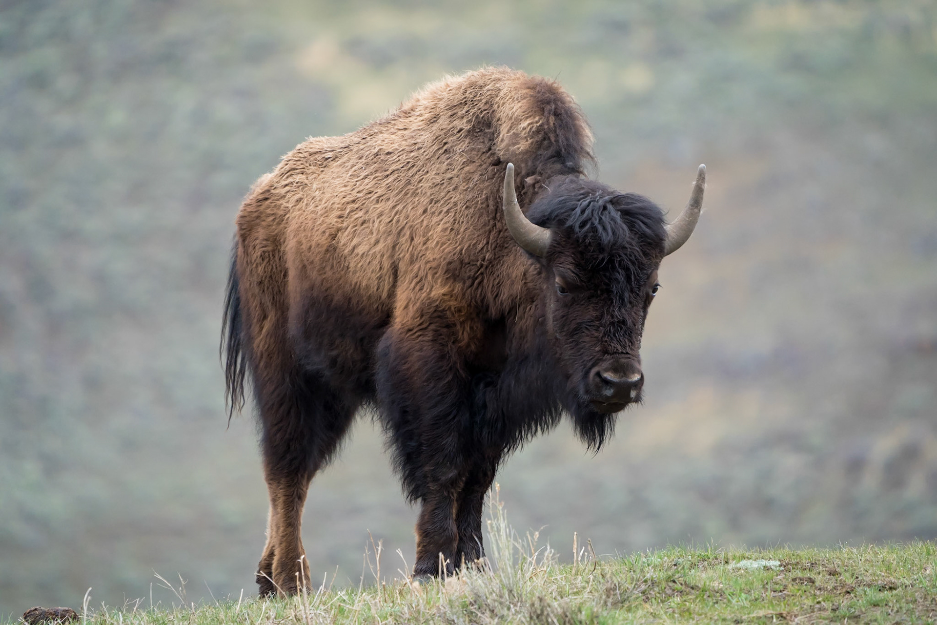 Bison