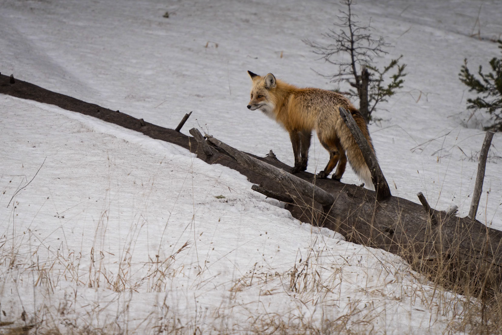 On the Hunt