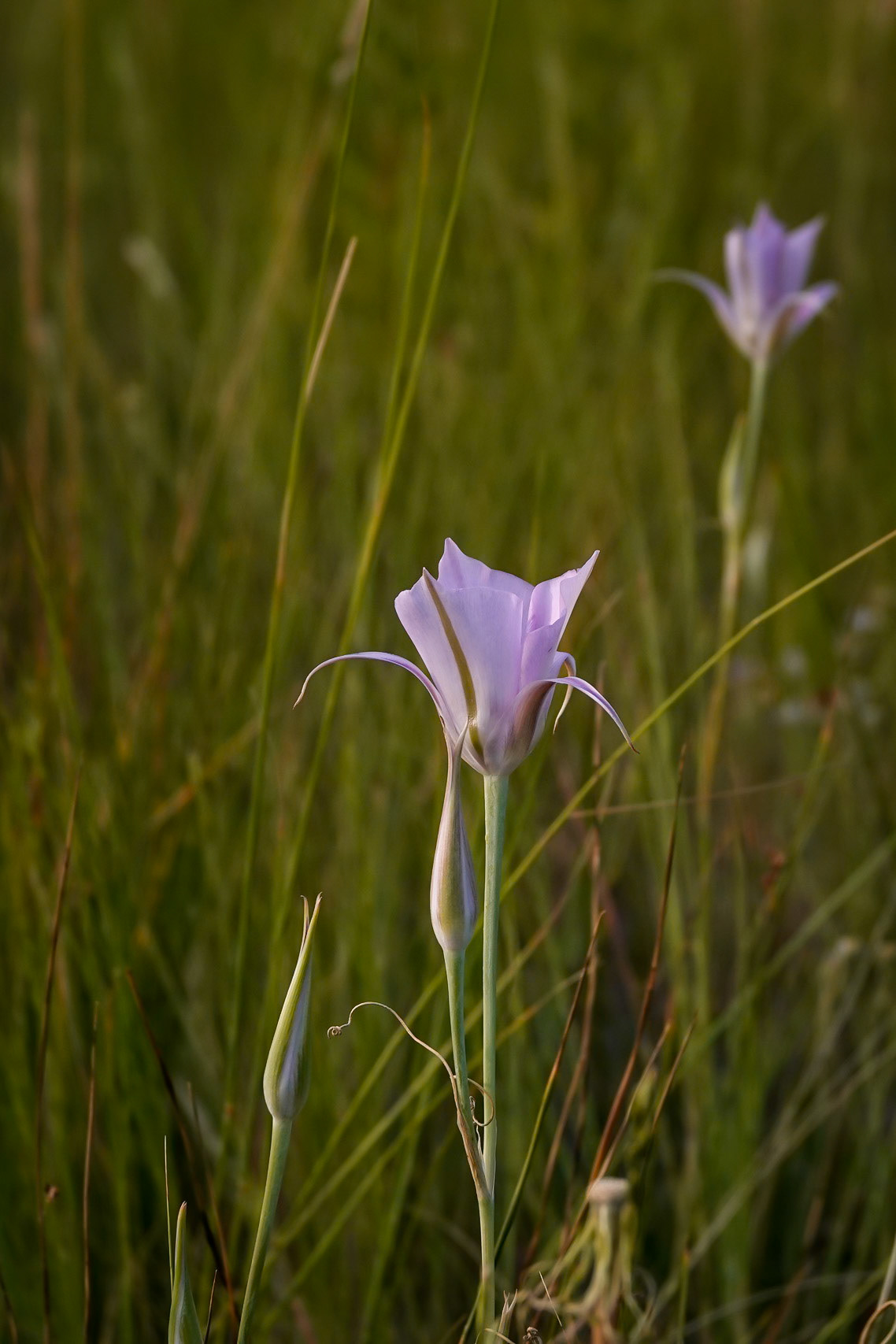 Mariposa Lily