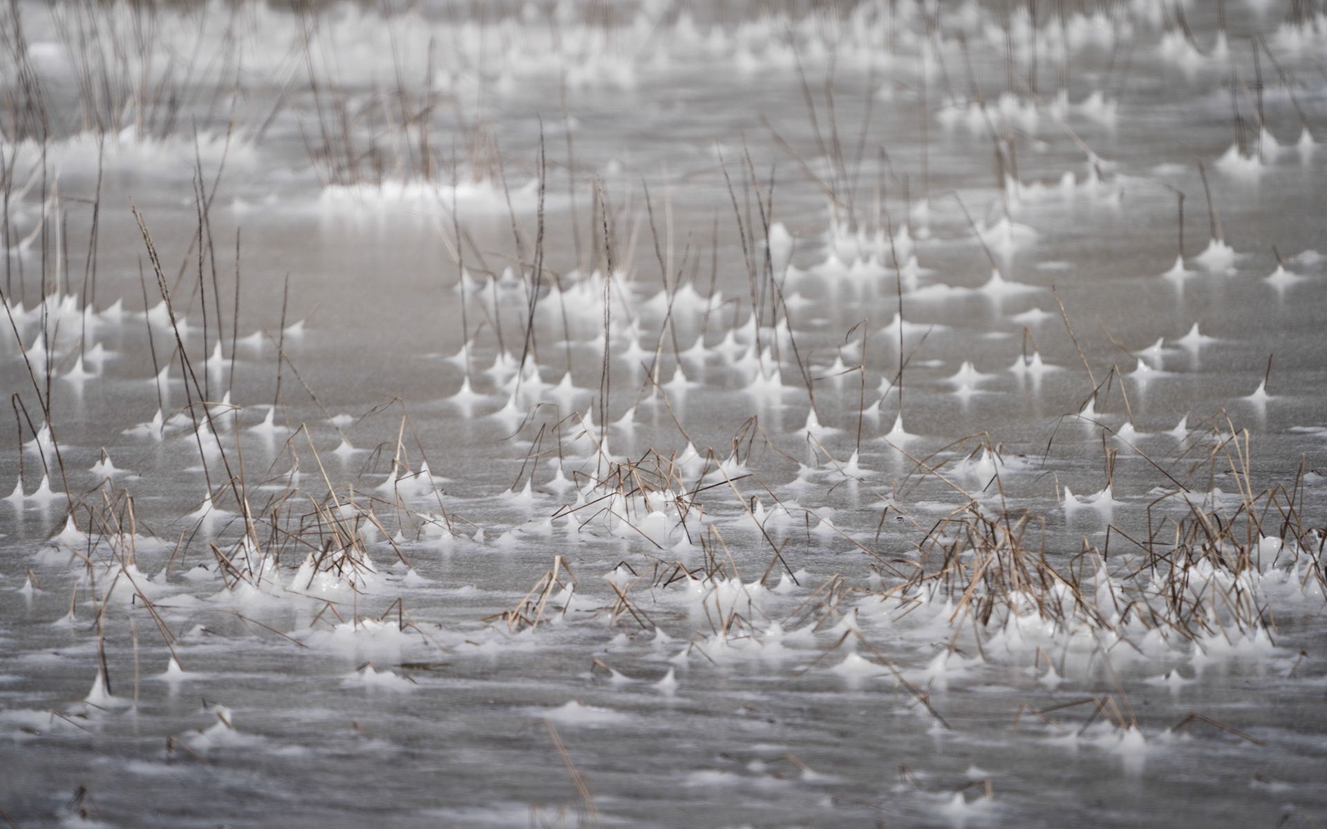 Marsh Ice