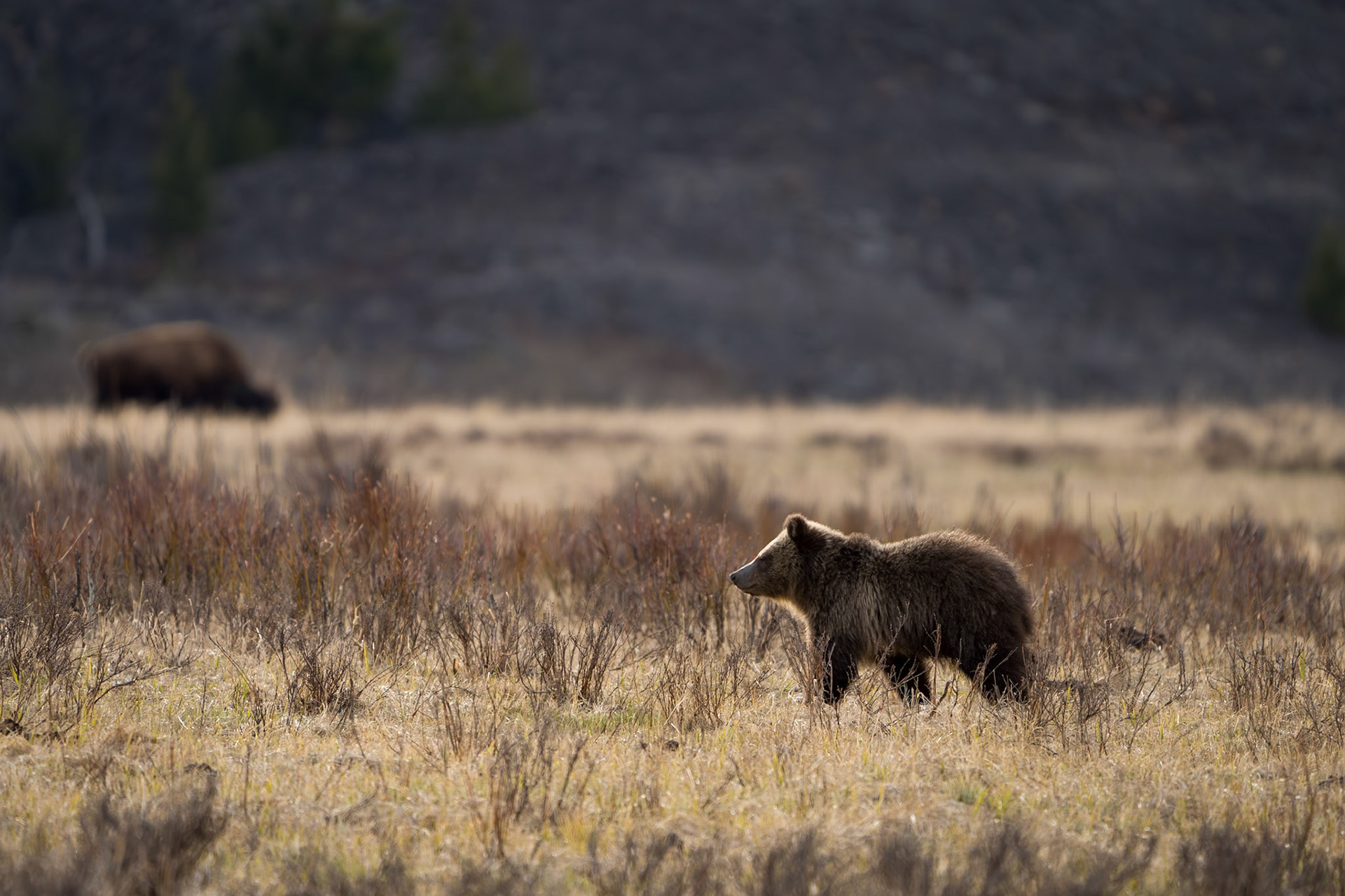 Grizzly Cub with Bison