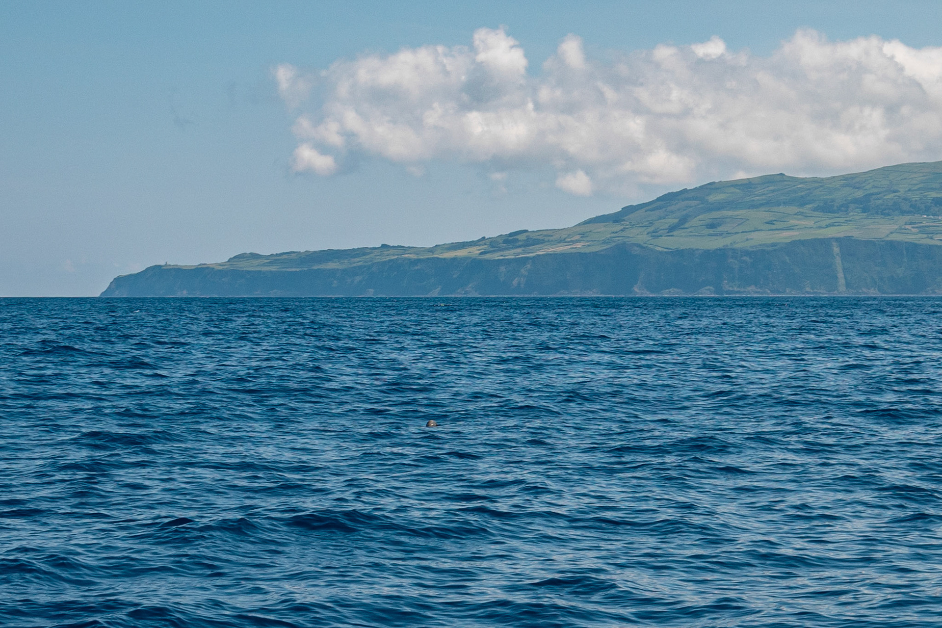 Sperm Whale, baby's nose