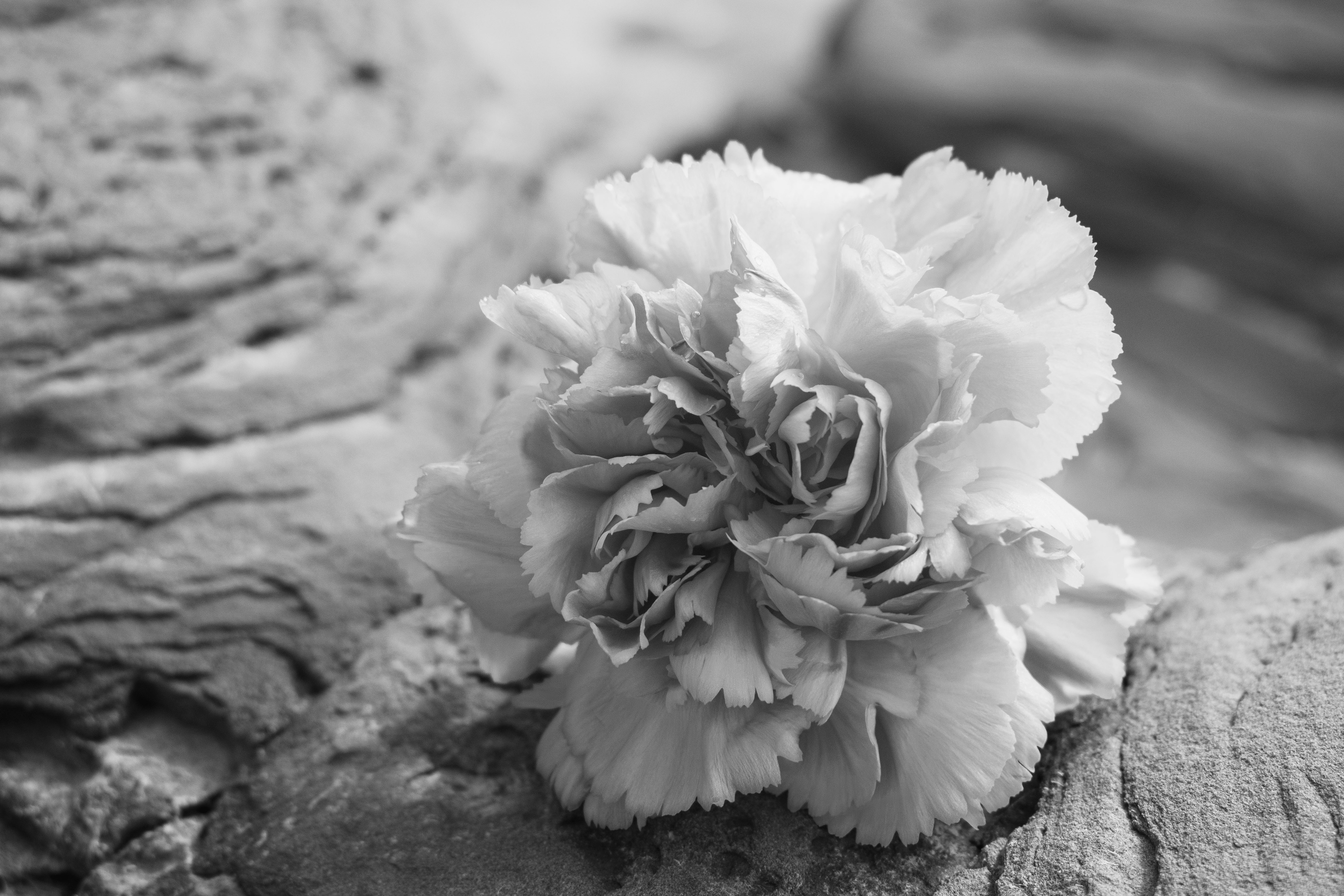 Carnation, April 2021
