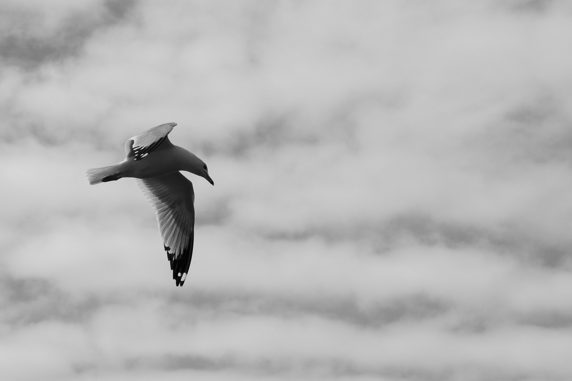 Soar, April 2021
