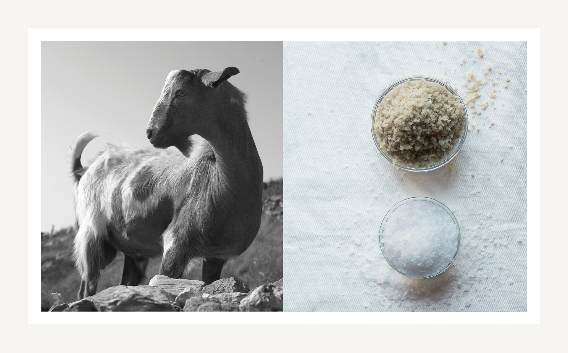 the-modern-dairy-annie-bell-books-erika-oliveira-creative-director