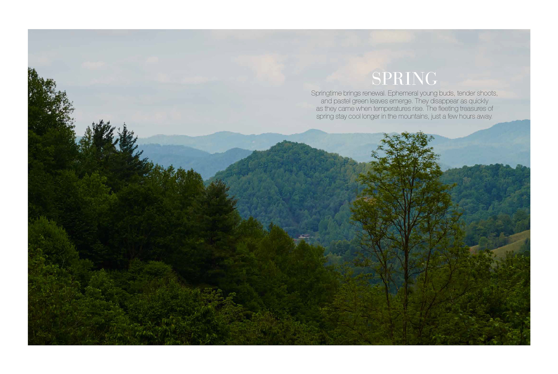 erika-oliveira-creative-director-books-steven-satterfield-root-to-leaf
