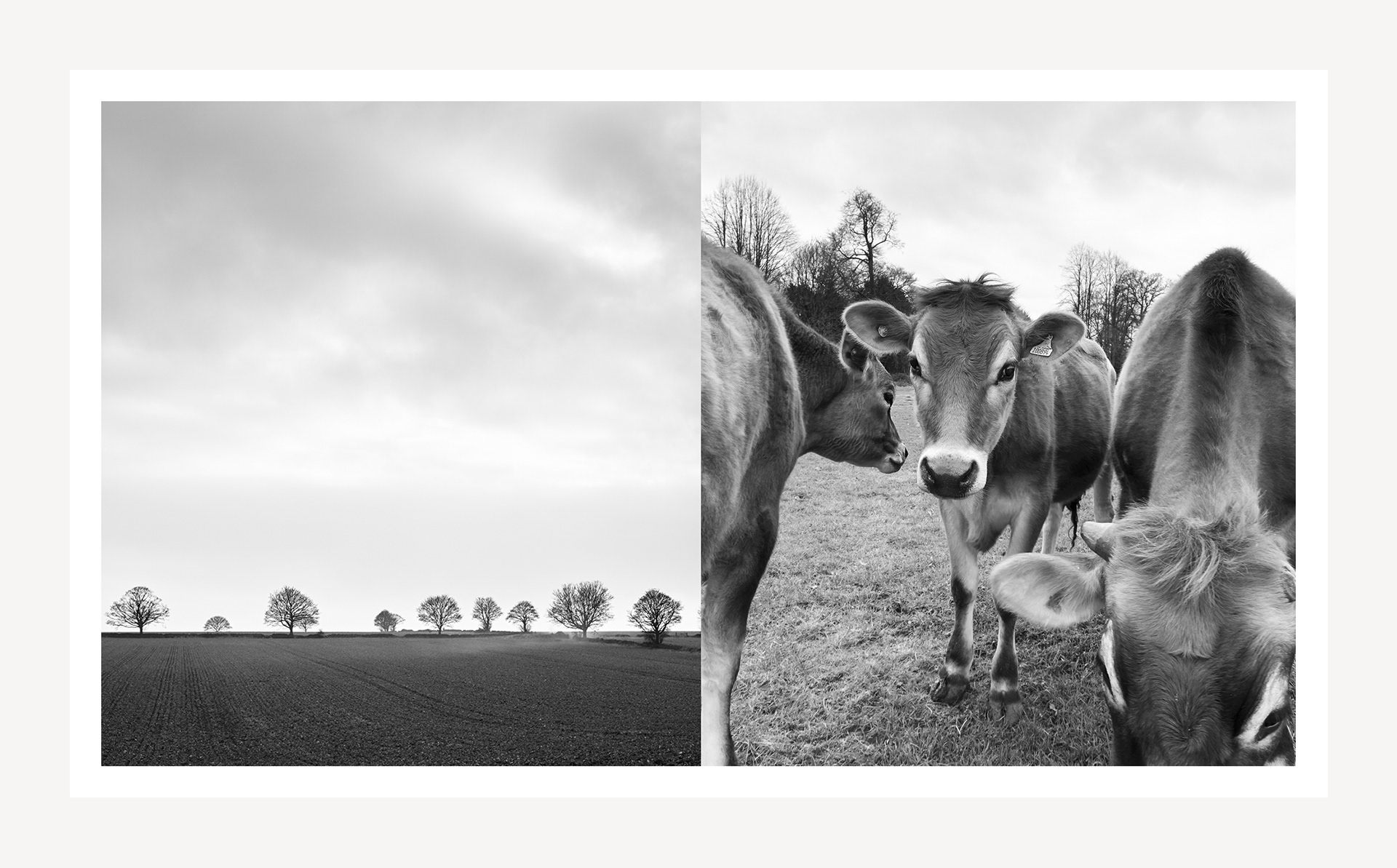 the-modern-dairy-annie-bell-books-erika-oliveira-creative-director