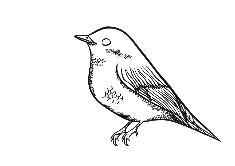 Blue Tit