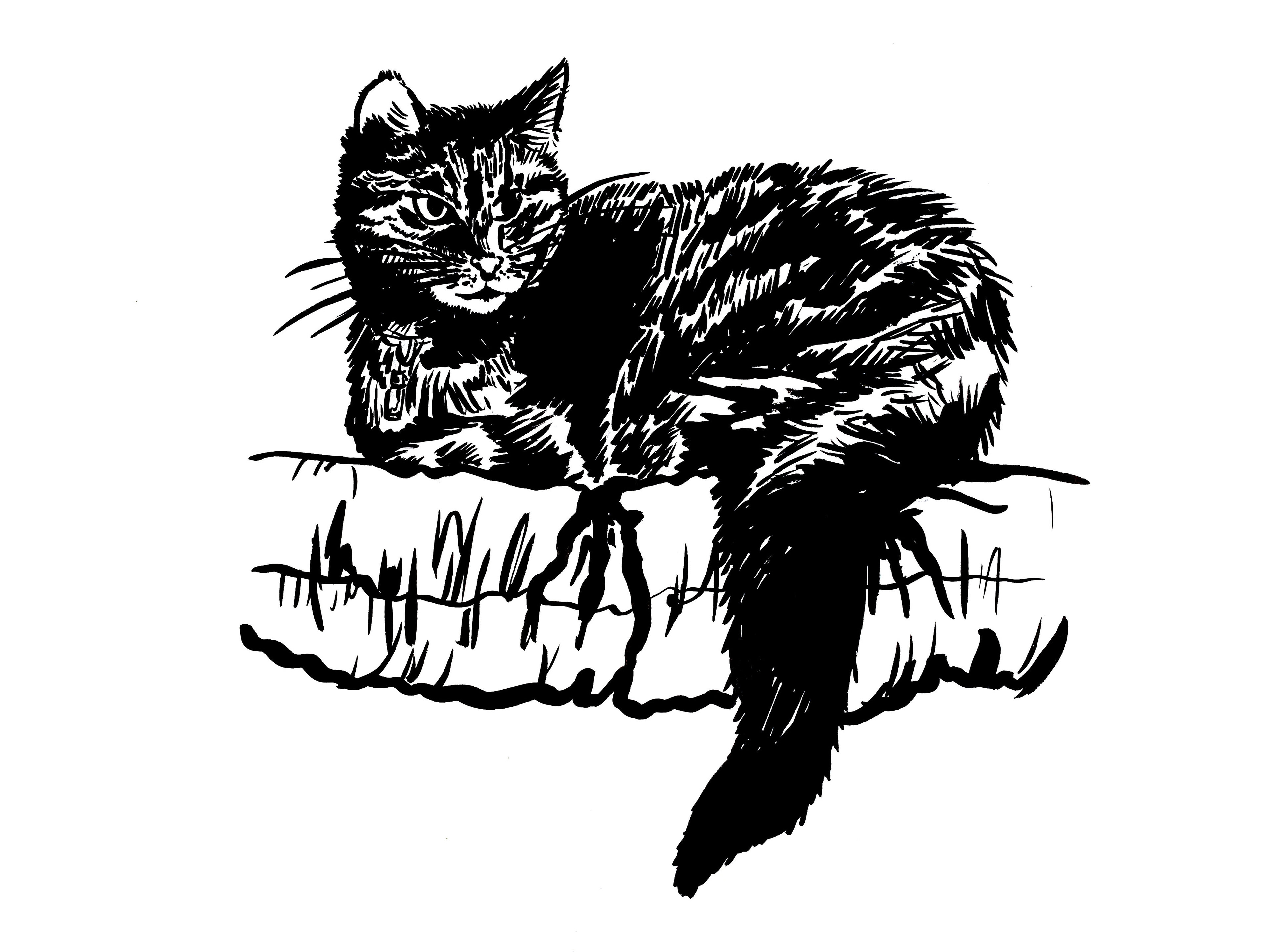 Onze kat/huisdier portret (2022)