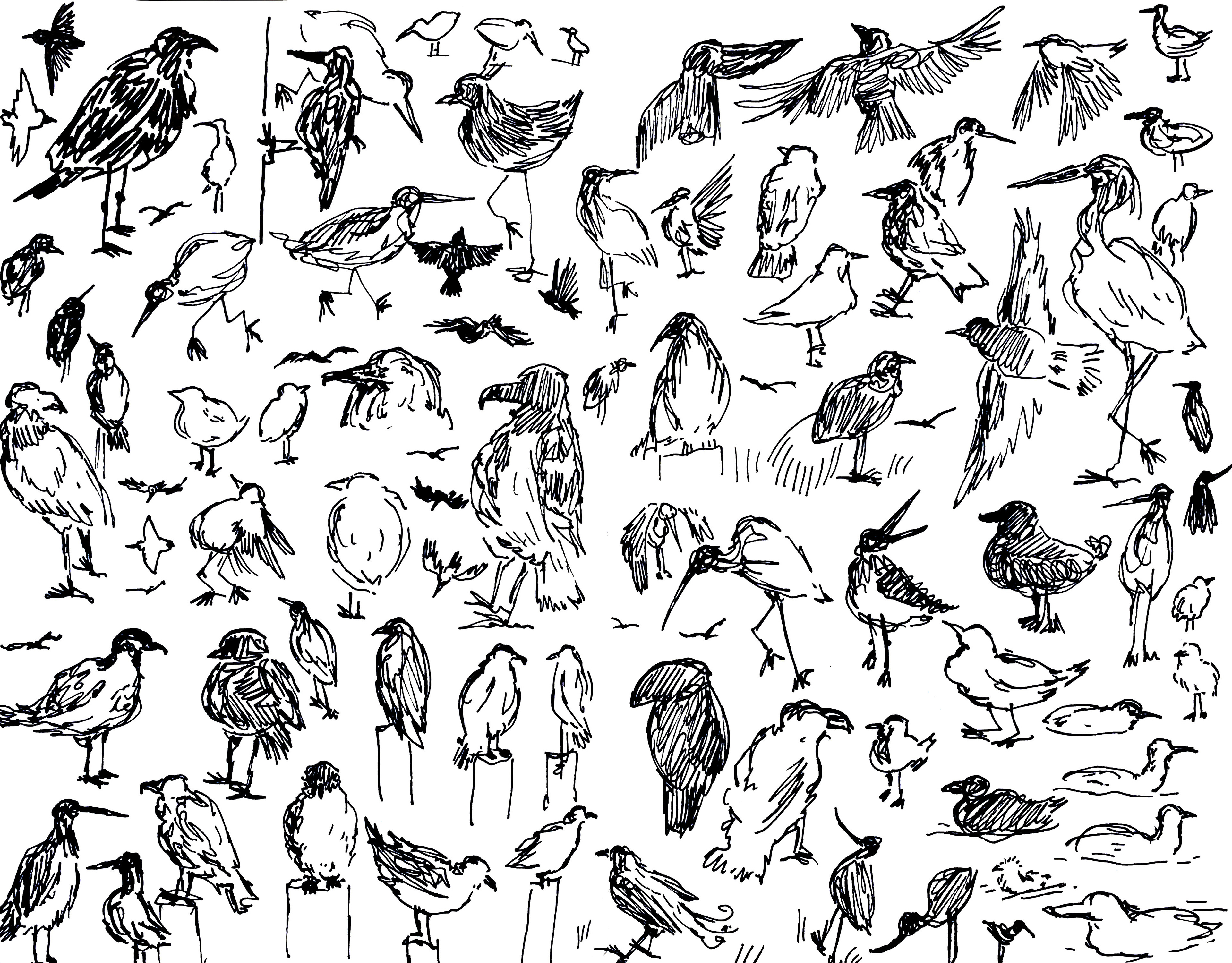Vogel droedels 1