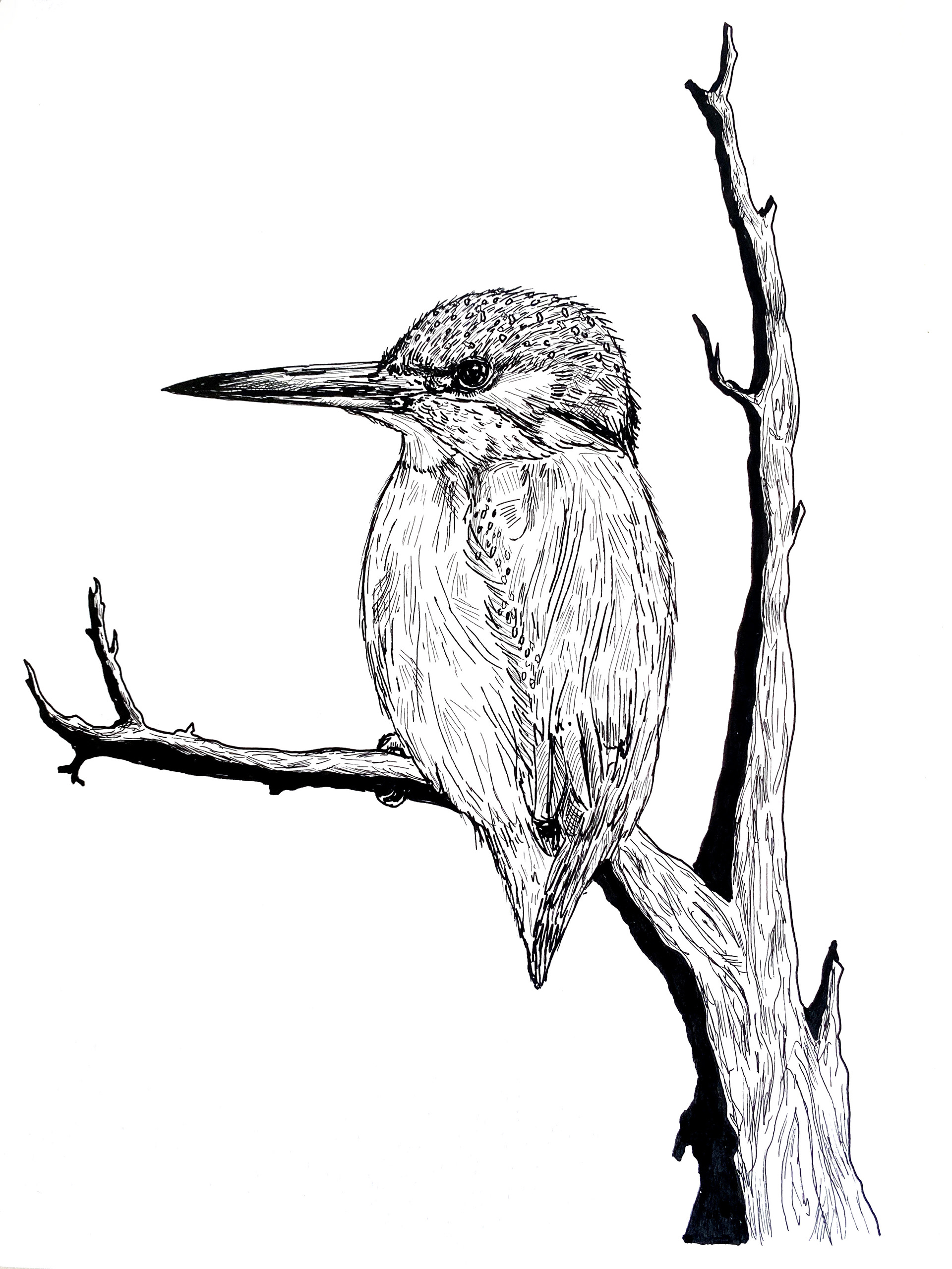 Ijsvogel in opdracht /lijnwerk (2023)