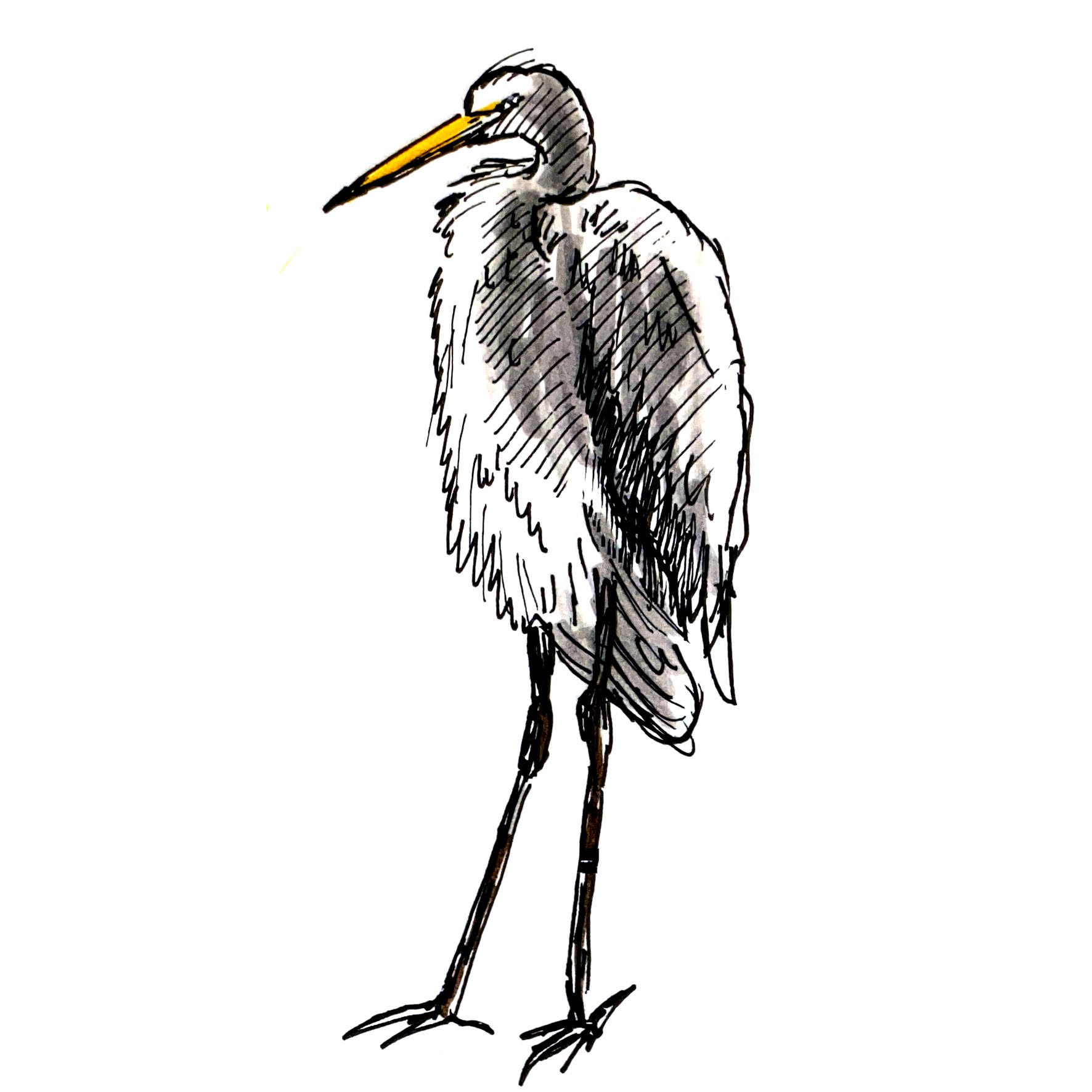 Zilverreiger