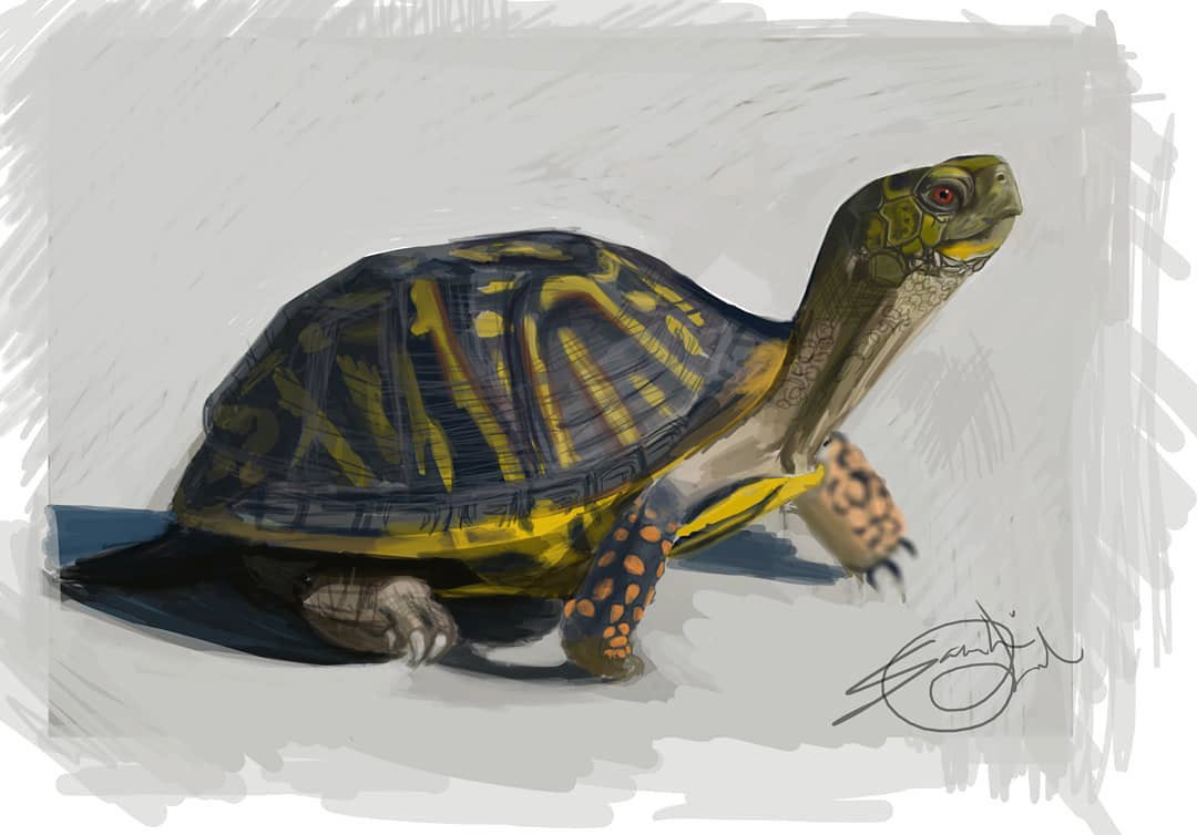 Turtle Sketch- Digital Painting