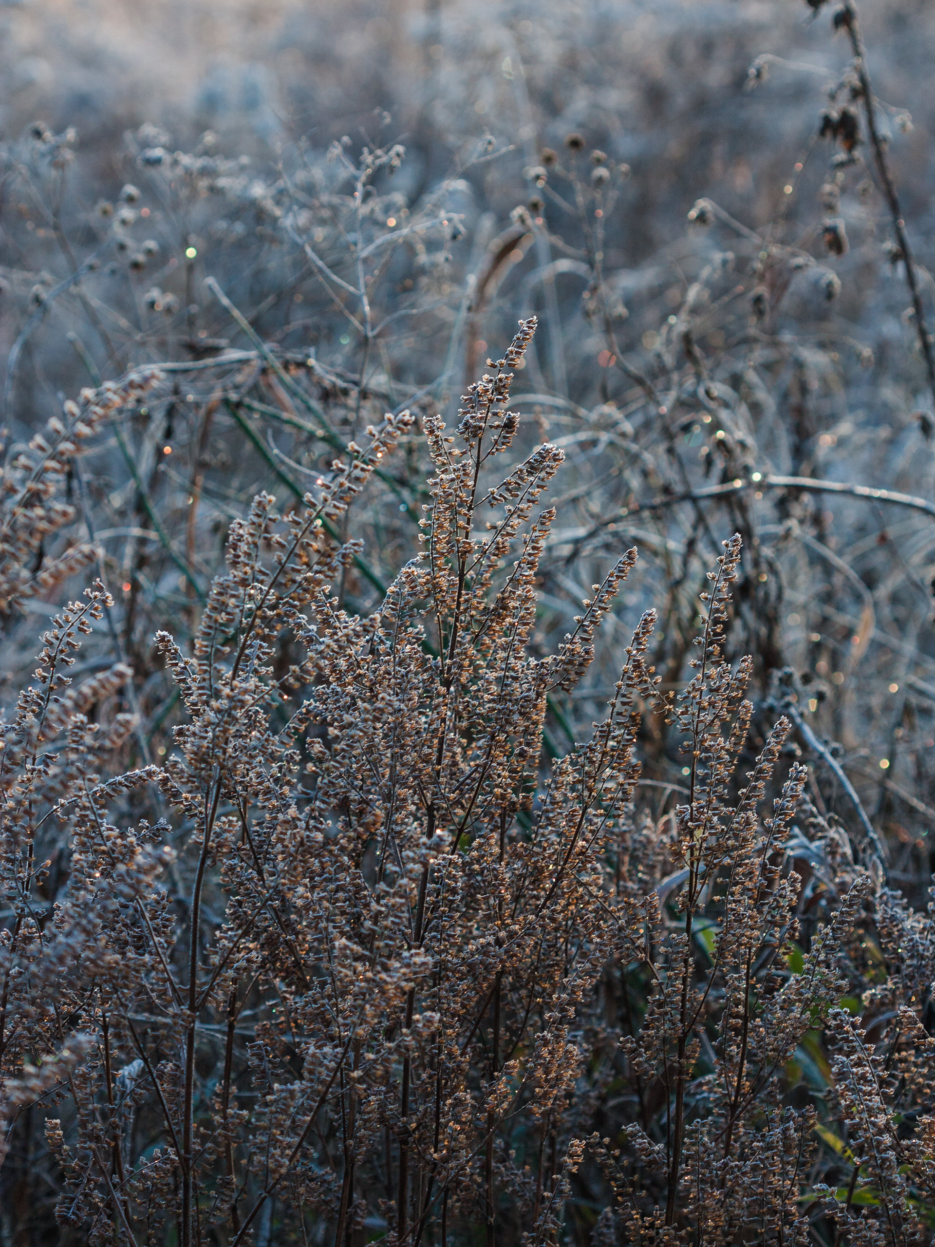 Castlewood State Park 11/2015