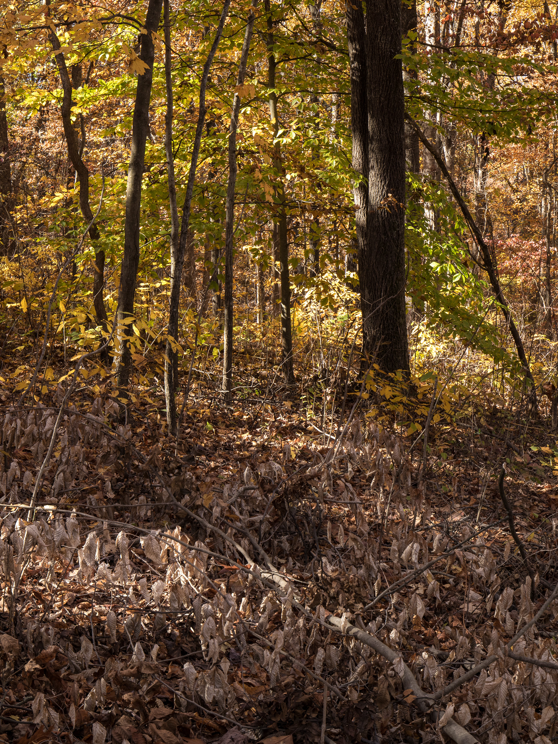 Trail of Tears State Park 11/2017