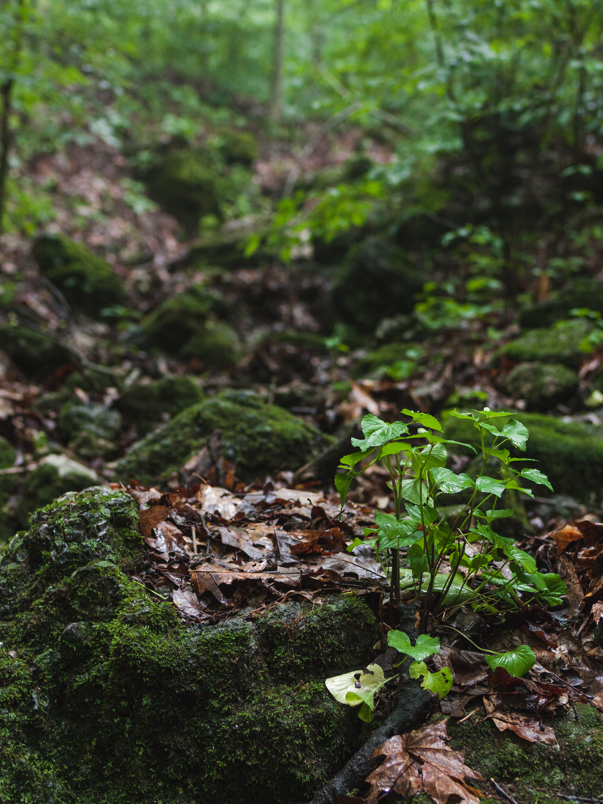 Meramec State Park 5/2016
