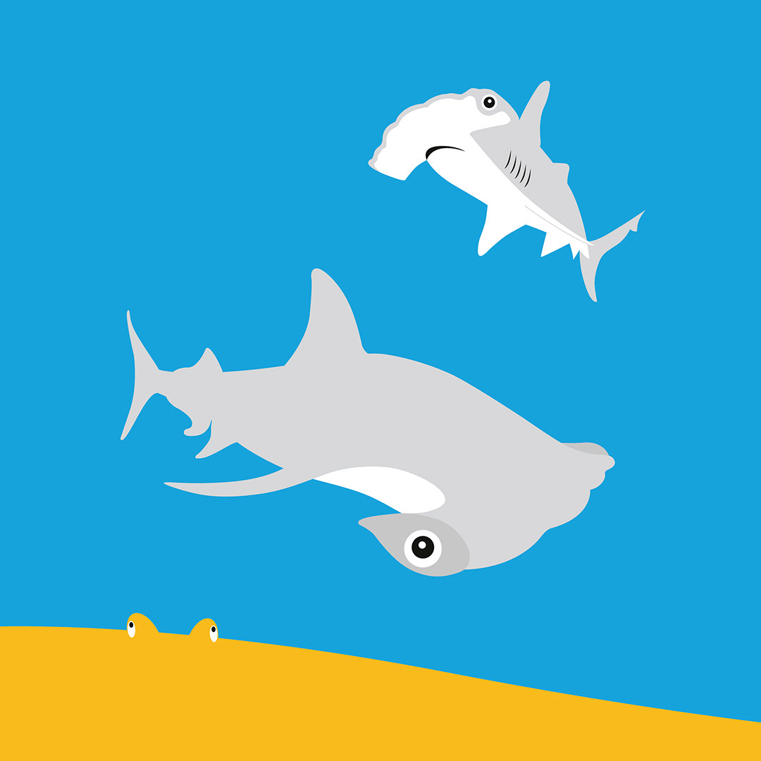 Hammerhead Sharks & Stingray