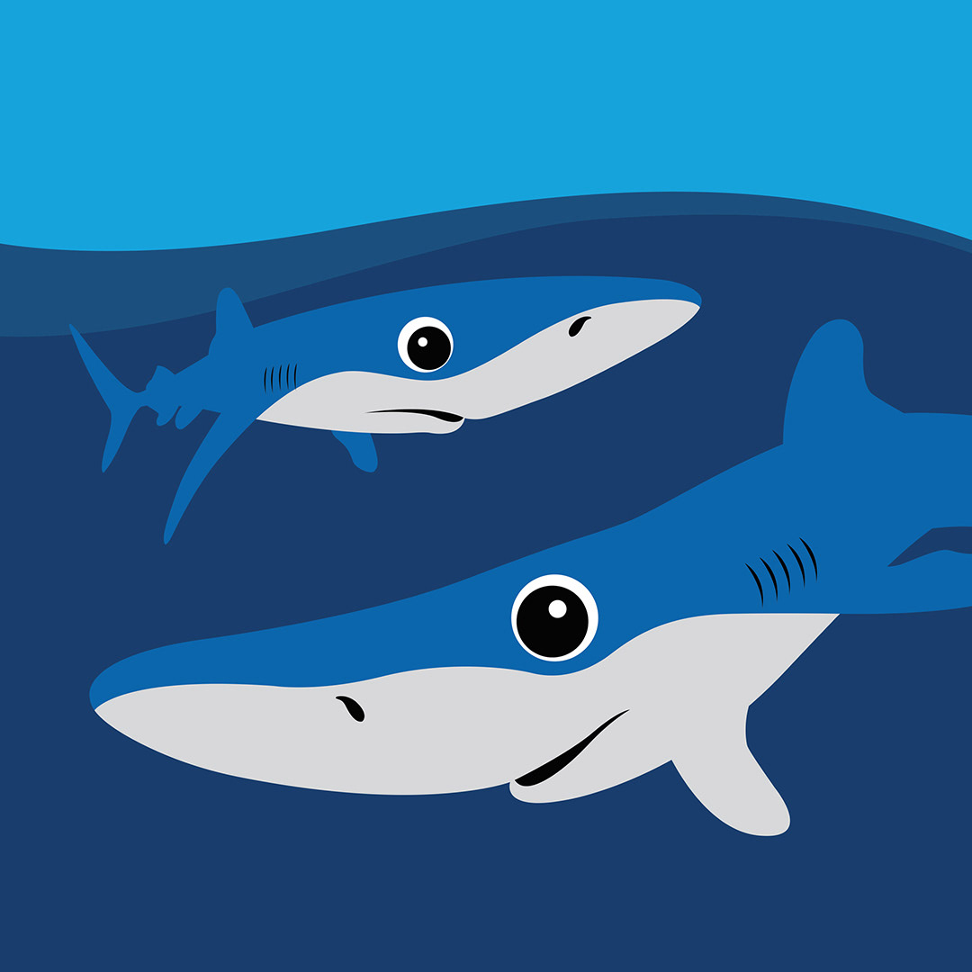 Inquisitive Blue Sharks