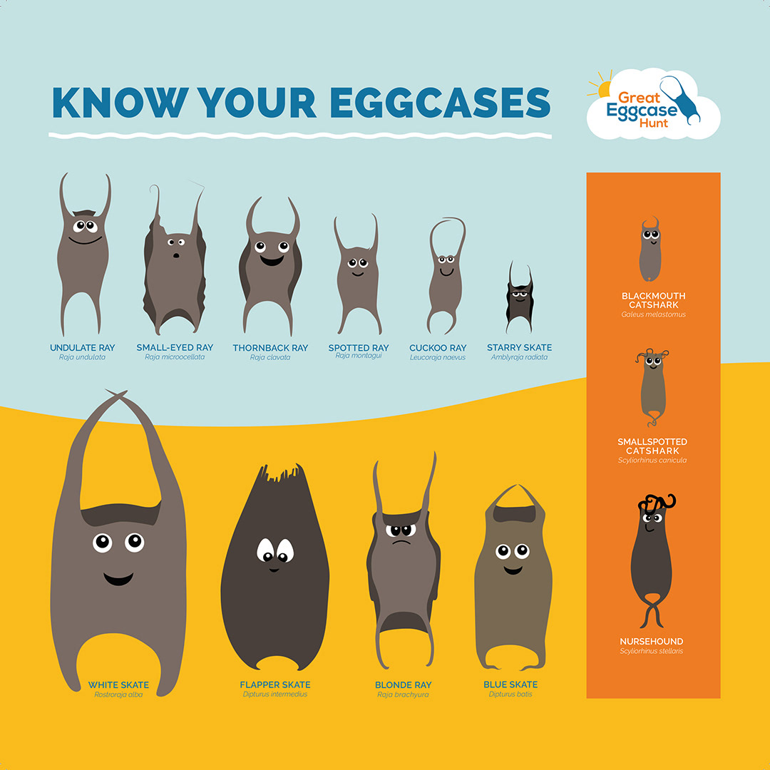 Shark Eggcases