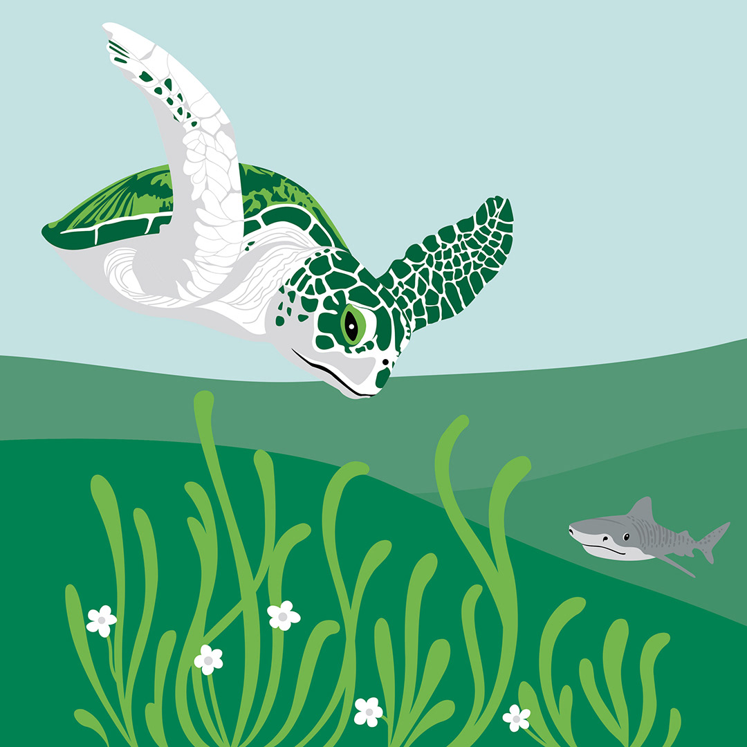 Sea Turtle & Tiger Shark